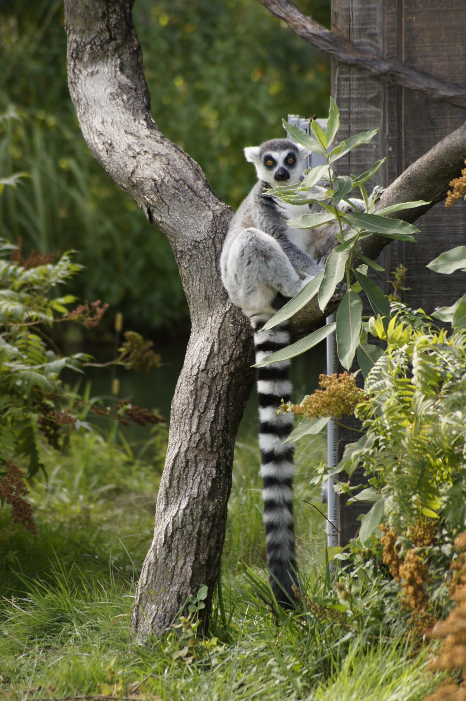 Sony SLT-A55 (SLT-A55V) sample photo. Limur, cute, zoo photography