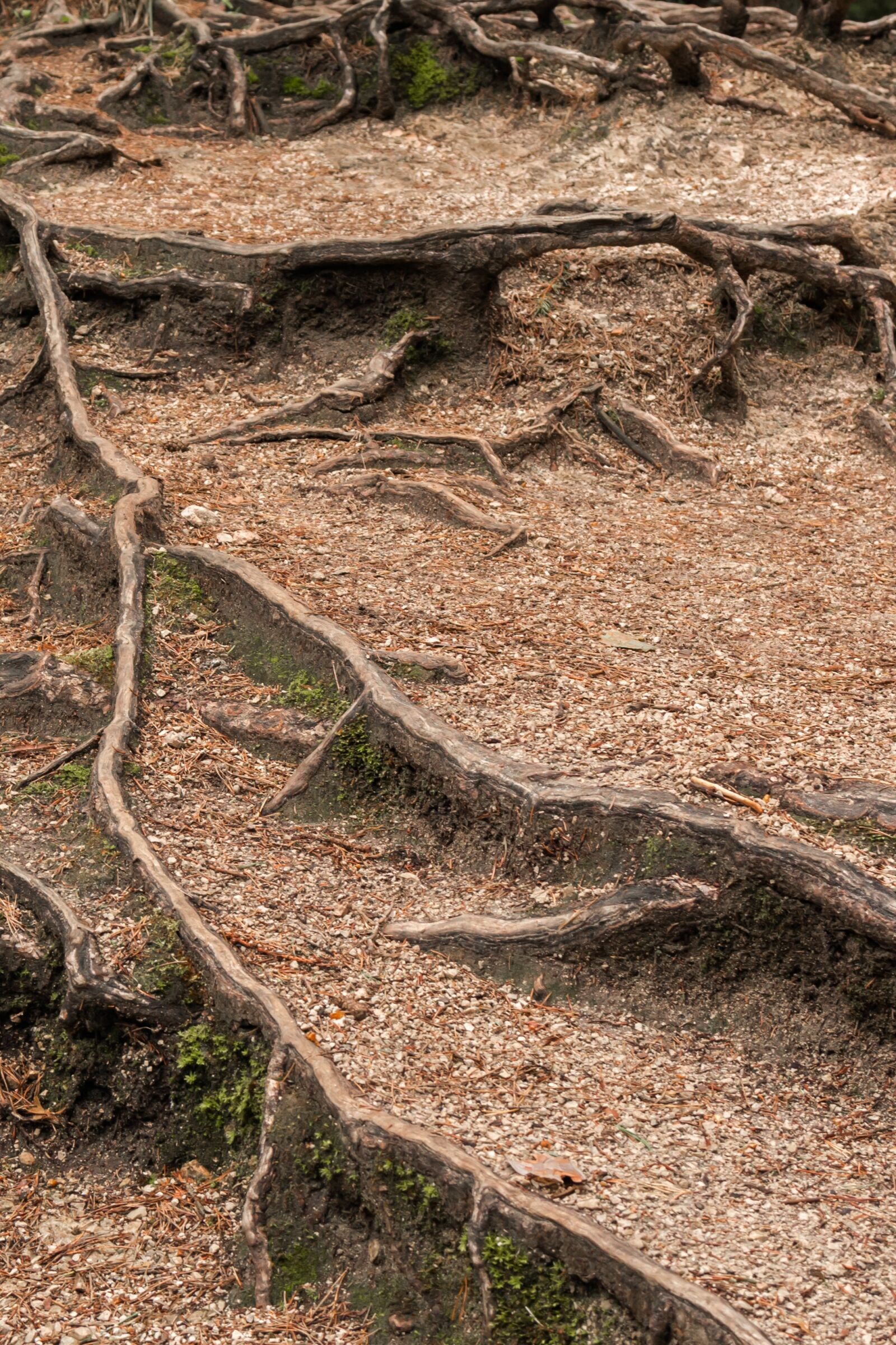 Nikon D7100 sample photo. The roots of the photography