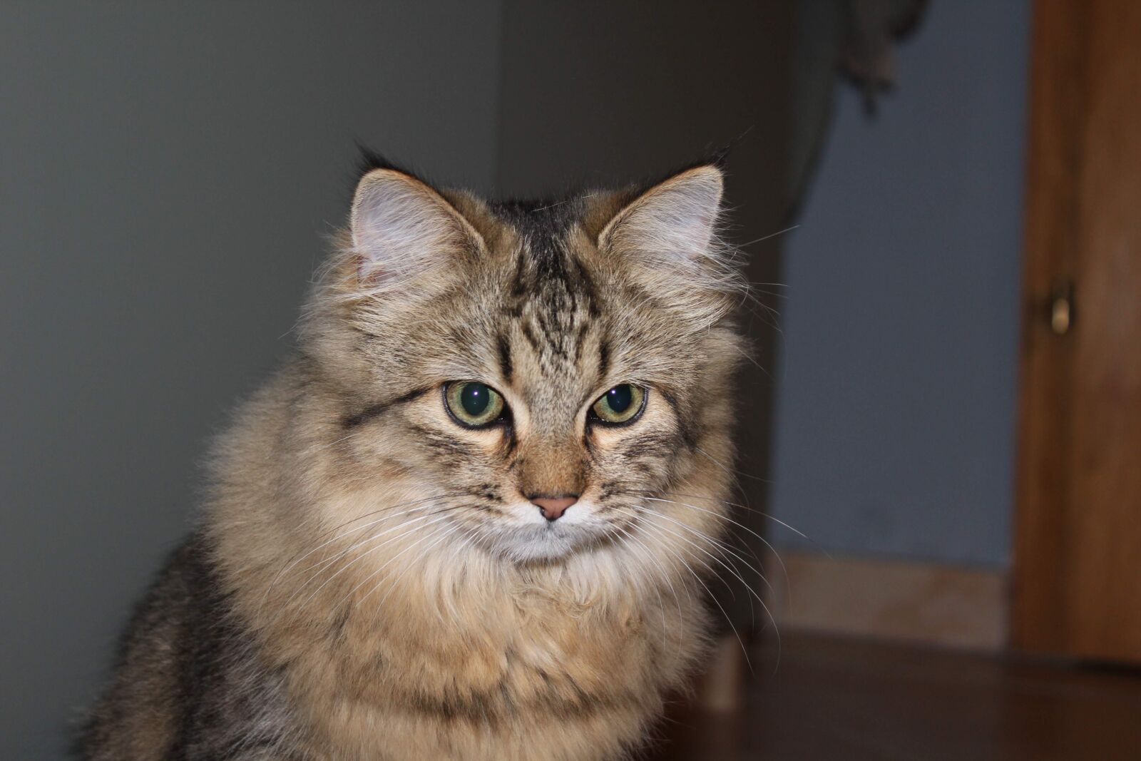 Canon EOS 550D (EOS Rebel T2i / EOS Kiss X4) sample photo. Cat, pet, animal photography