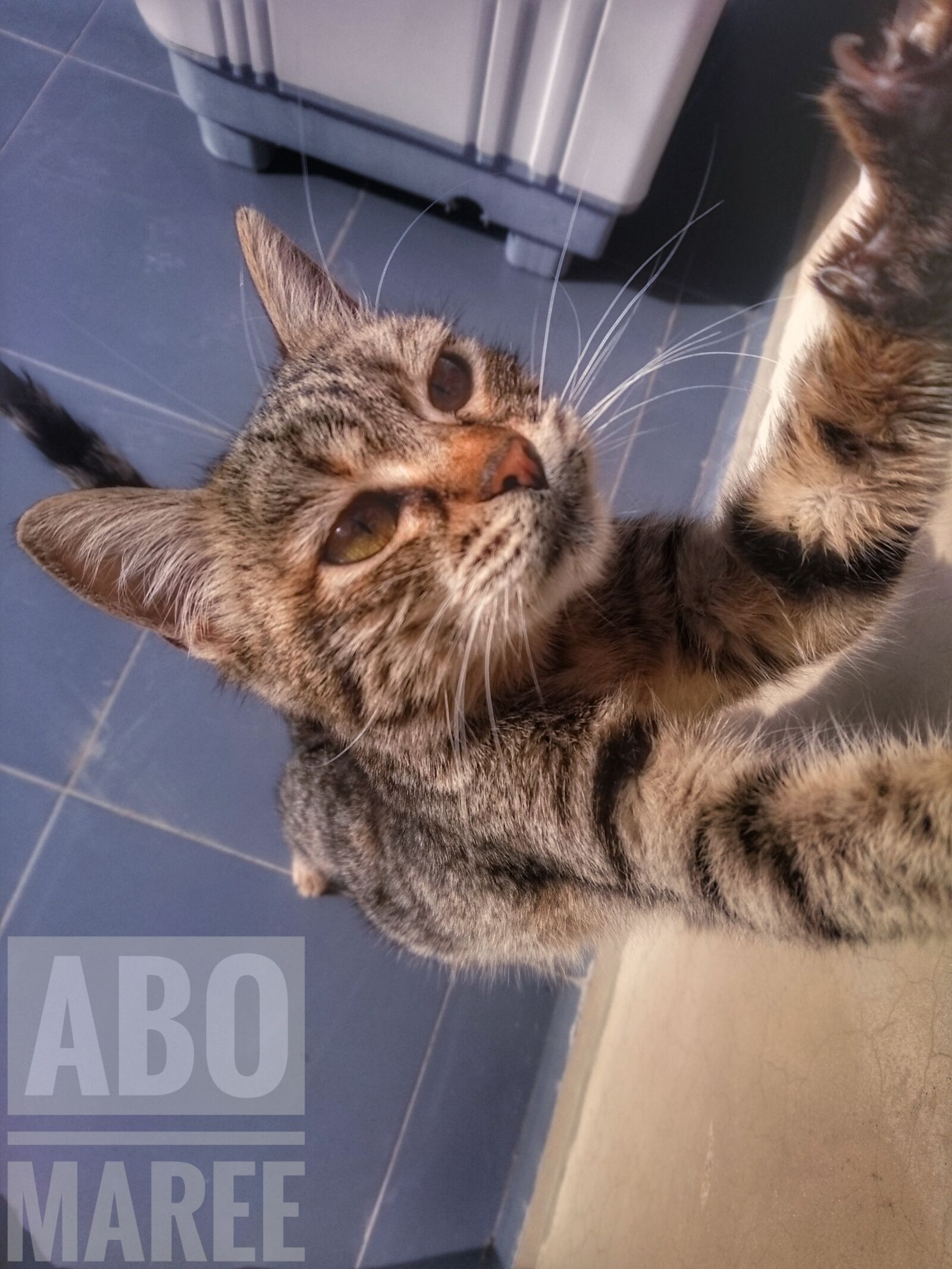 Sony Xperia Z5 sample photo. Close, up, of, cat photography