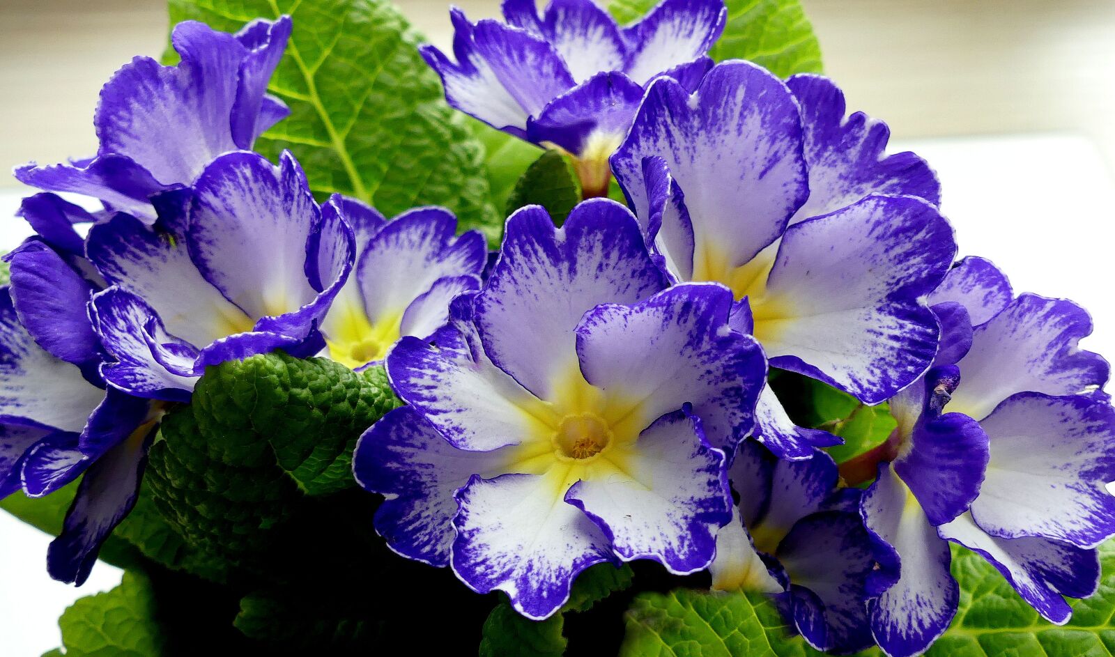 Panasonic Lumix DMC-FZ300 sample photo. Primrose, flowers, spring photography