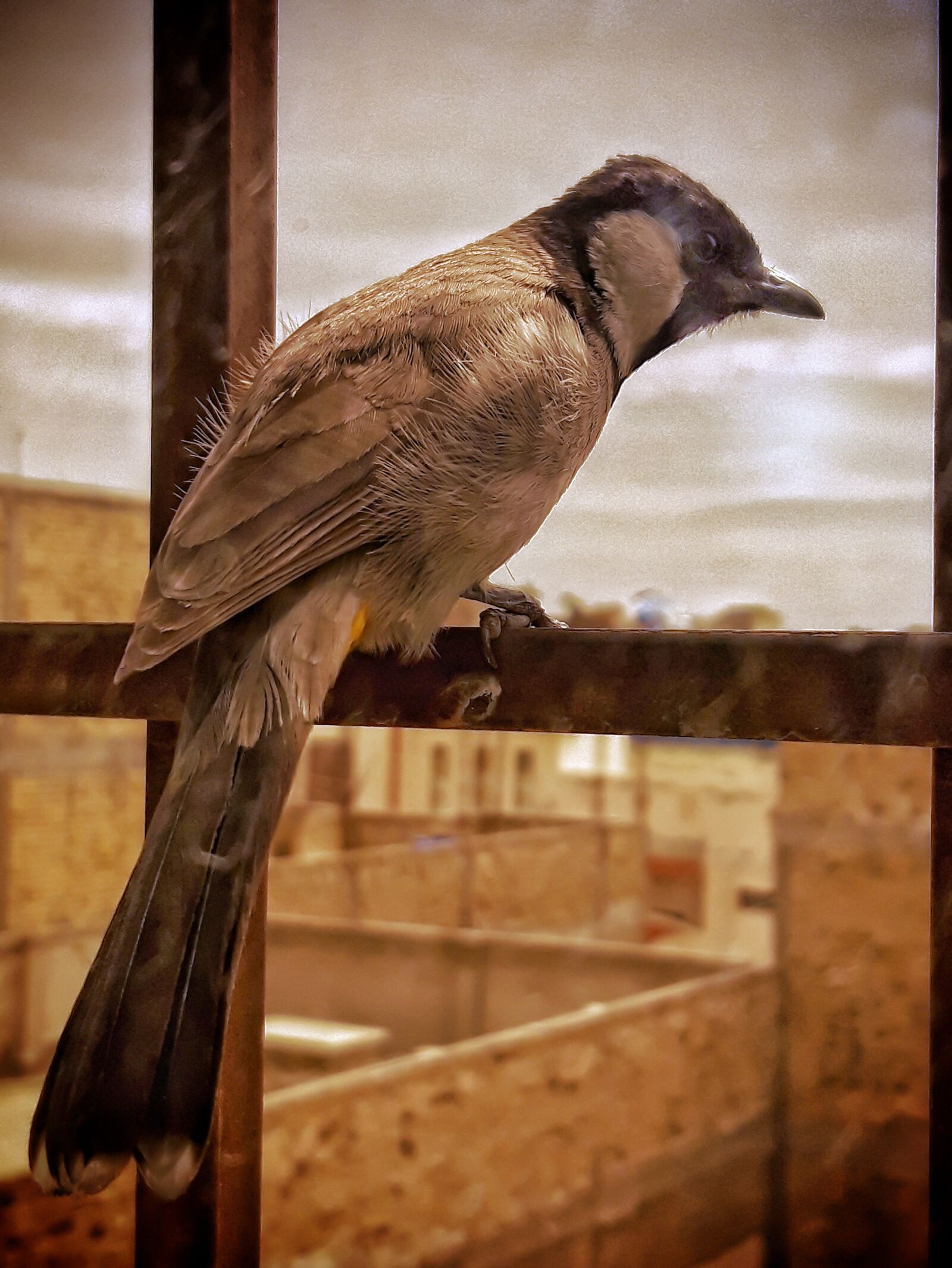 Samsung Galaxy A6 sample photo. Fly, waiting, wing photography