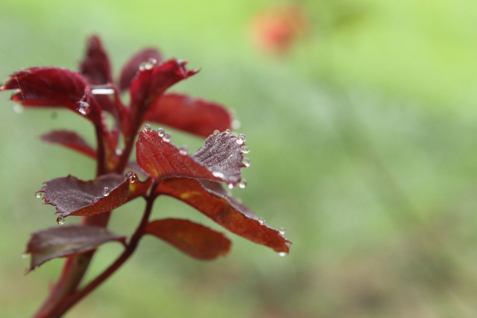 Canon EOS 1300D (EOS Rebel T6 / EOS Kiss X80) sample photo. Dew drops, morning, rose photography