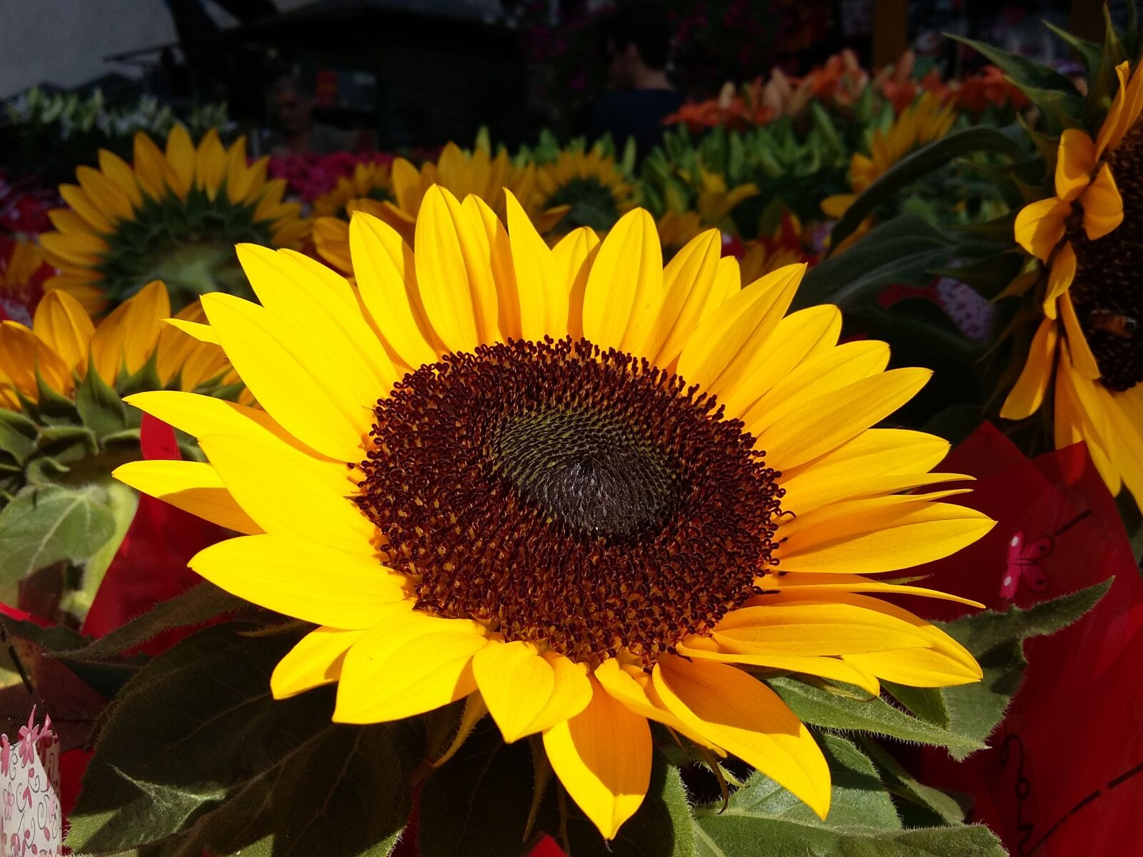 Samsung Galaxy Grand Prime sample photo. Sunflower, flower, nature photography