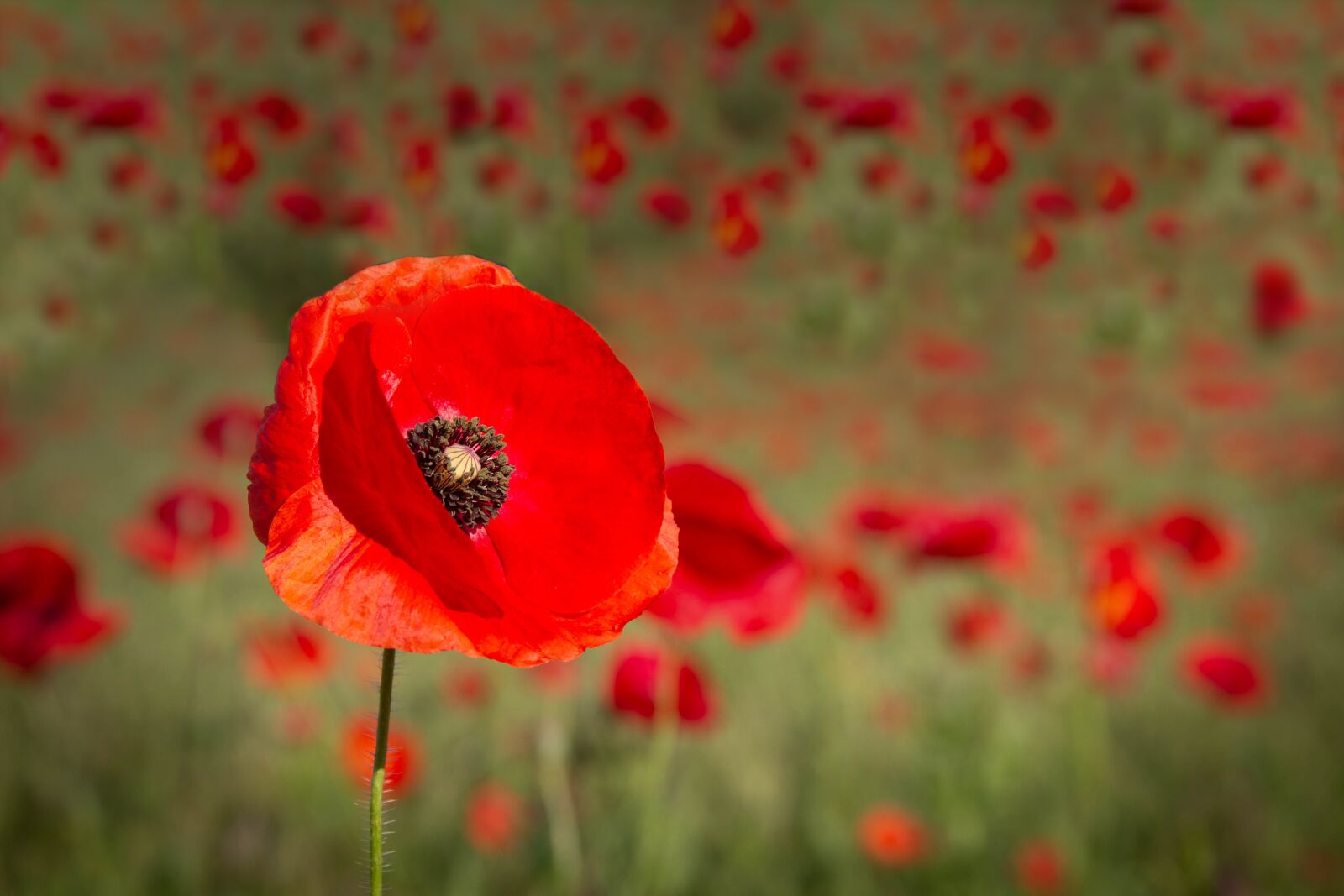 Canon EOS 60D + Canon EF 28-135mm F3.5-5.6 IS USM sample photo. Poppies, plants, nature photography