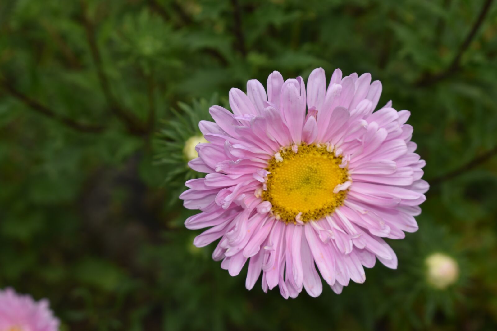 Nikon D3500 sample photo. Flower, nature, garden photography