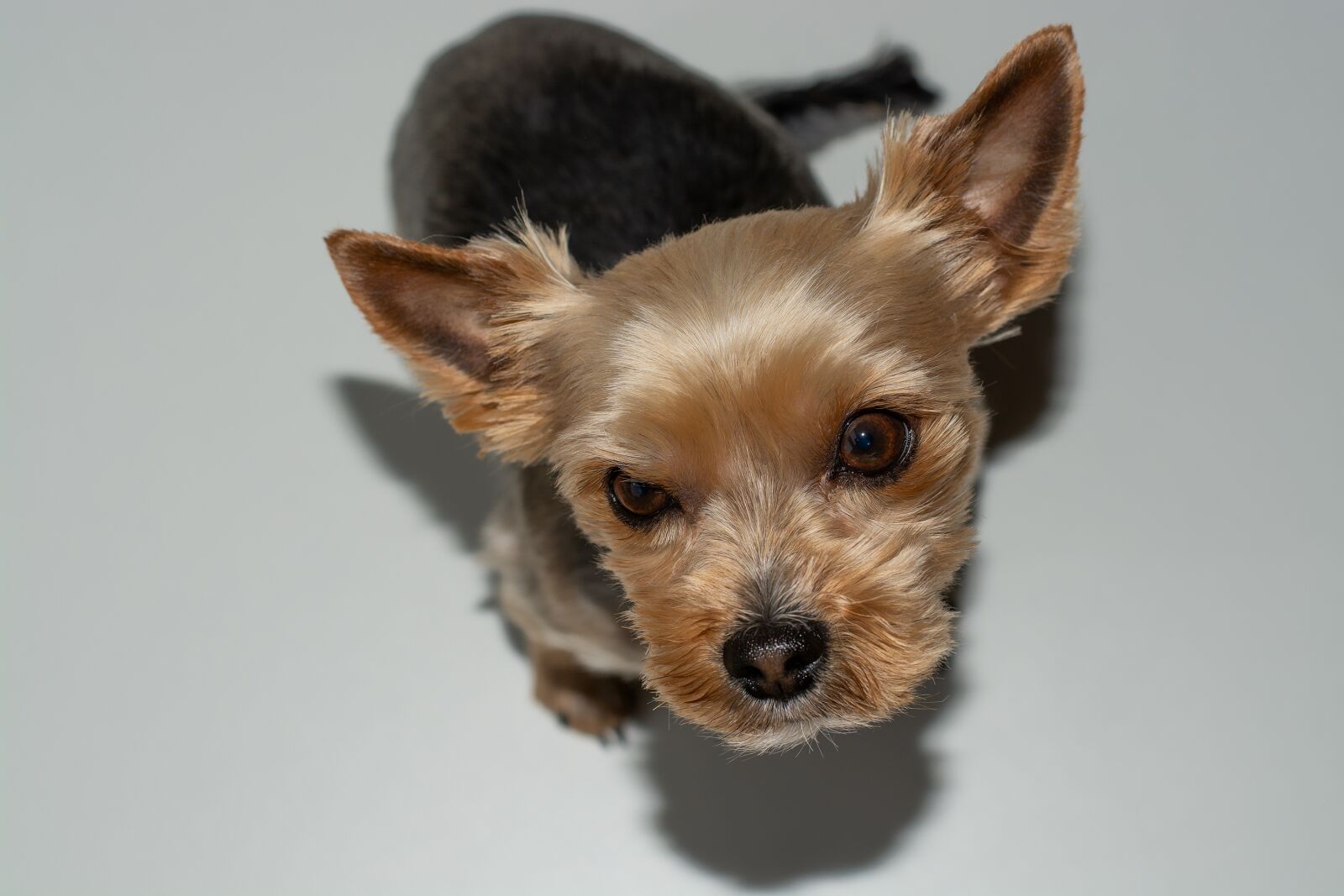 Nikon D7100 sample photo. Dog, small, yorki photography