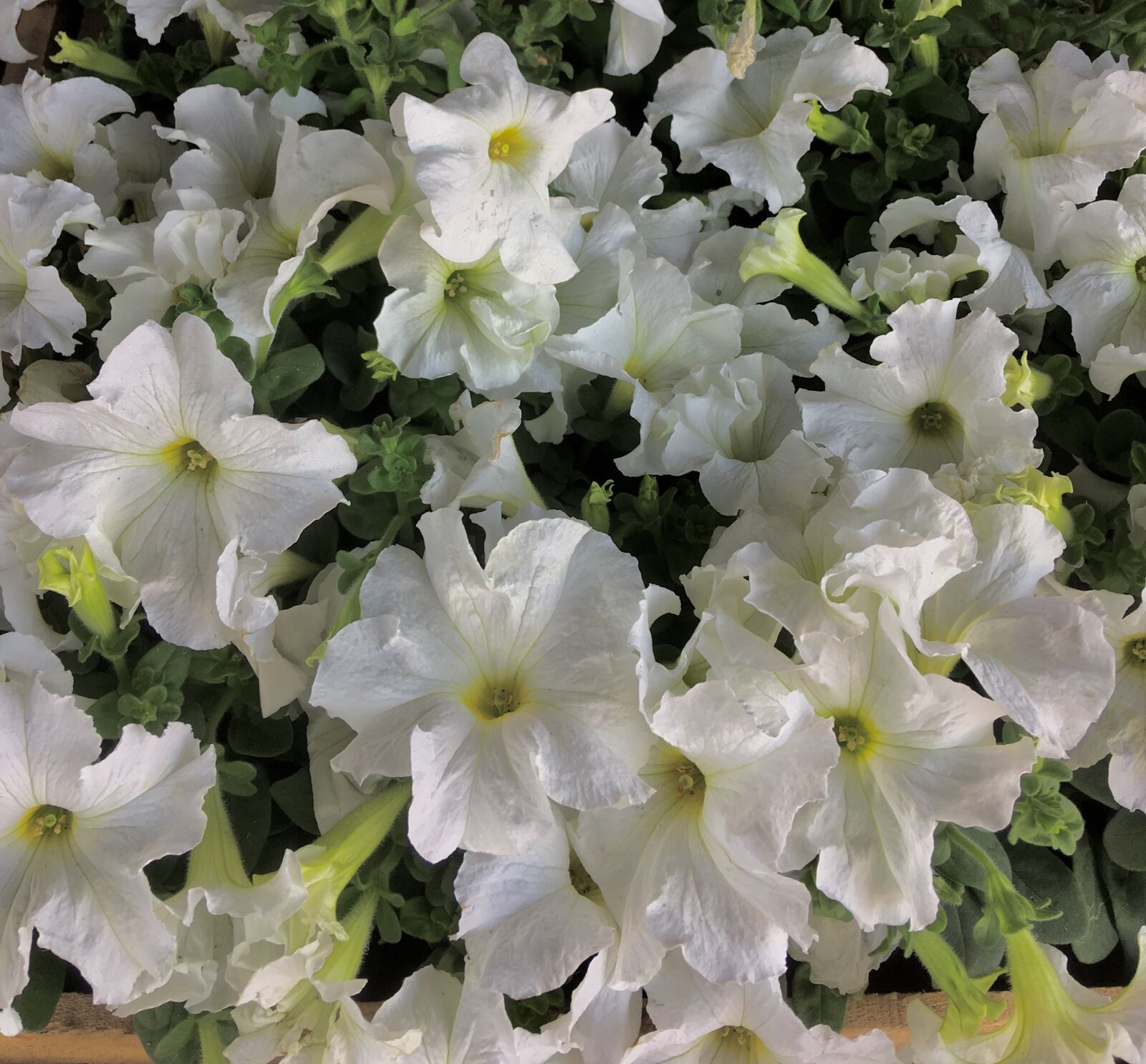 iPhone 6s Plus back camera 4.15mm f/2.2 sample photo. White flowers, white petals photography