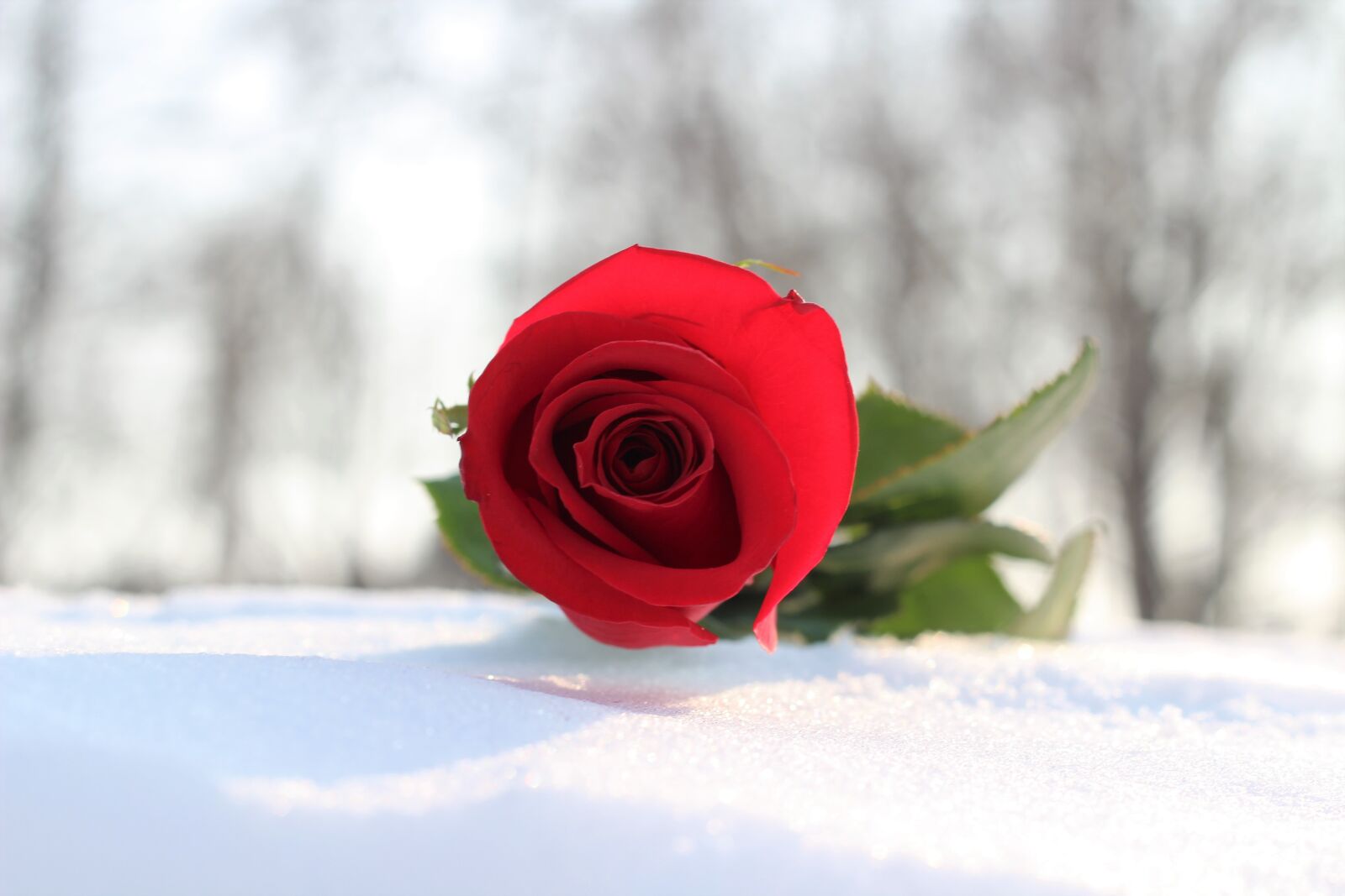 Canon EOS 600D (Rebel EOS T3i / EOS Kiss X5) + Canon EF 50mm F1.8 II sample photo. Red rose in snow photography