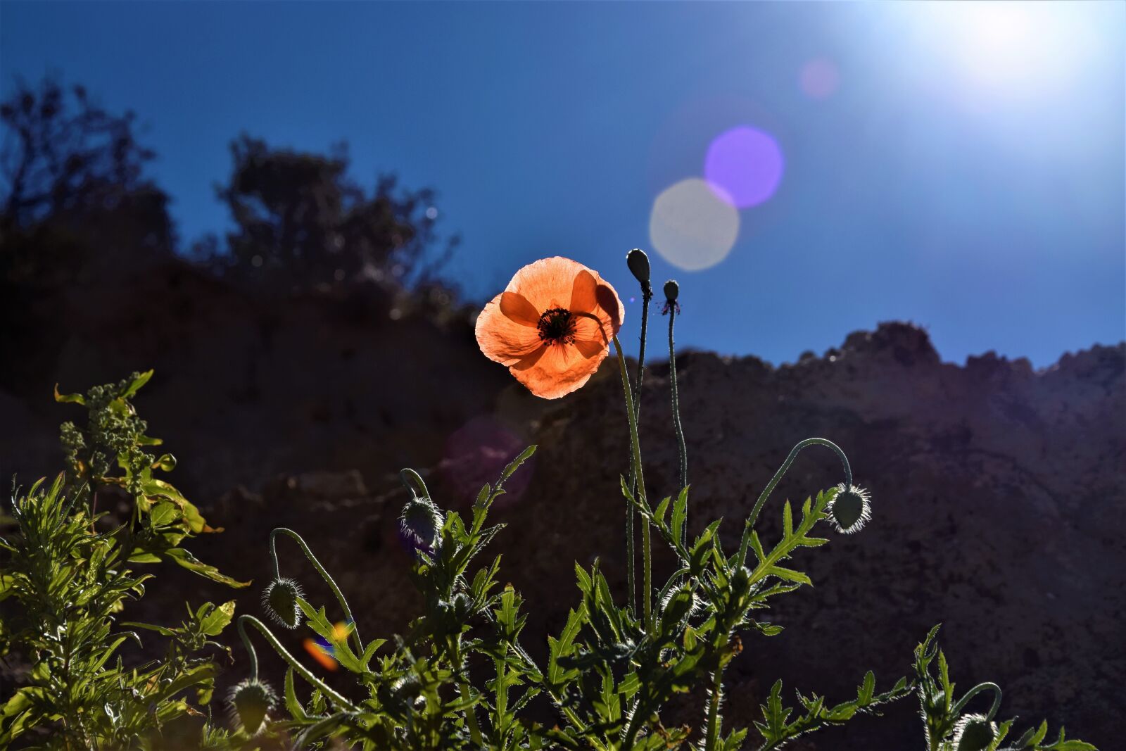 Nikon D5300 sample photo. Moon, flower, moon flower photography