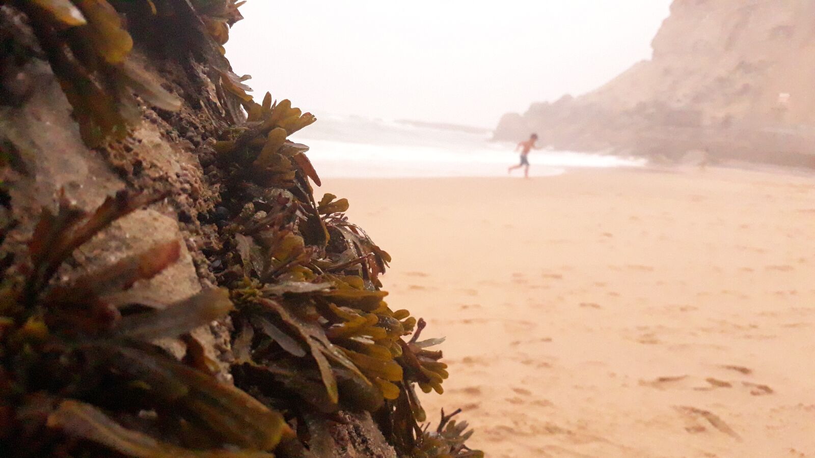 Samsung Galaxy J5 Pro sample photo. Shellfish, seaweed, ocean photography