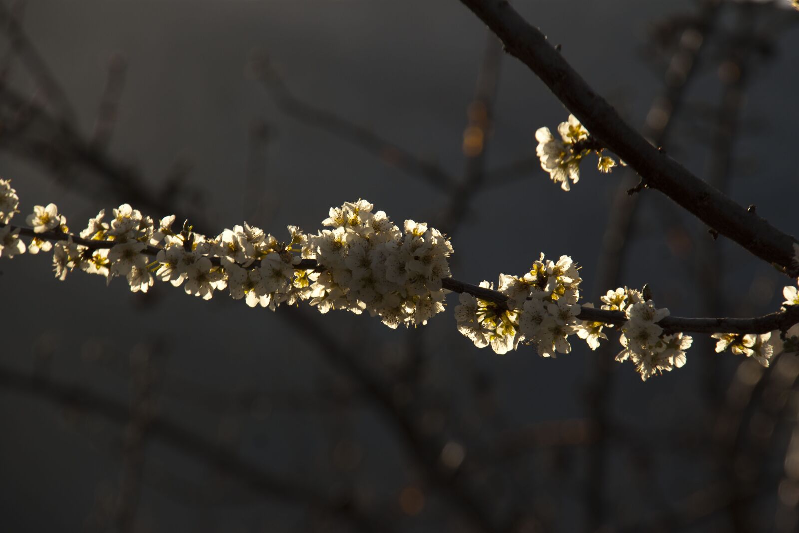 Canon EOS 500D (EOS Rebel T1i / EOS Kiss X3) sample photo. Plant, outbreak, branch photography