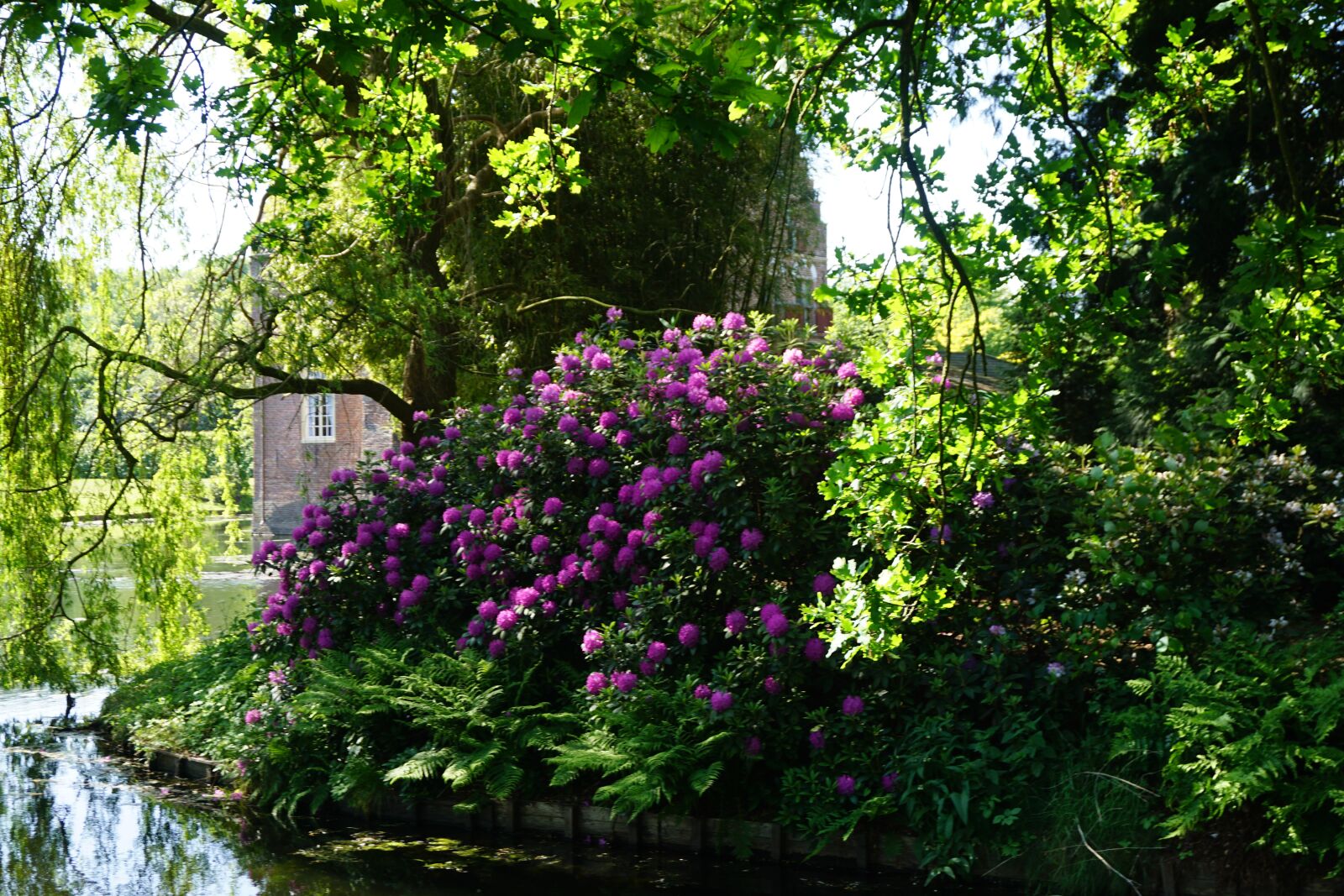 Sony a6000 sample photo. Flowers, water, willow photography