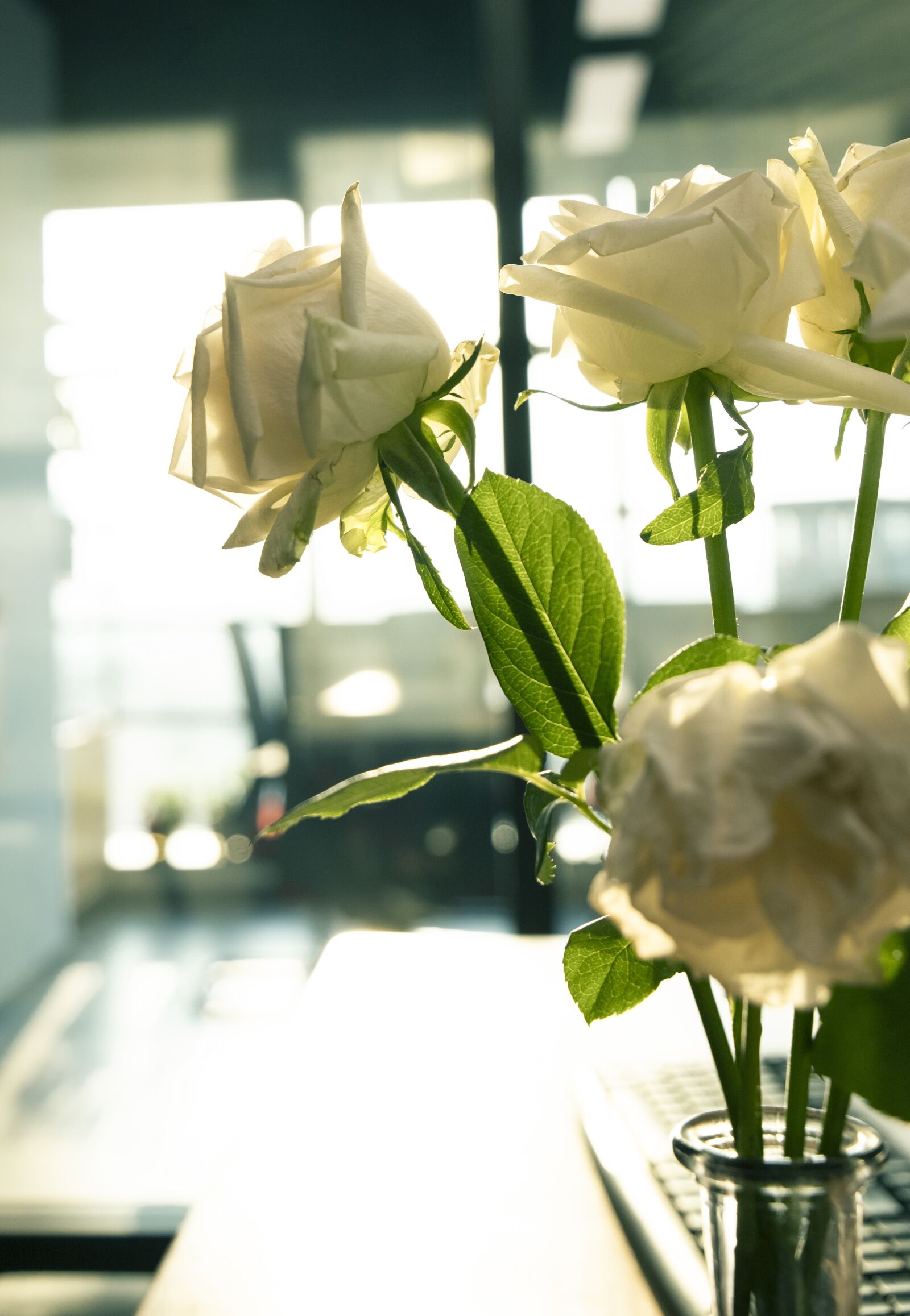 Canon EOS 6D Mark II + Canon EF 24-105mm F3.5-5.6 IS STM sample photo. Office, flower, i like photography