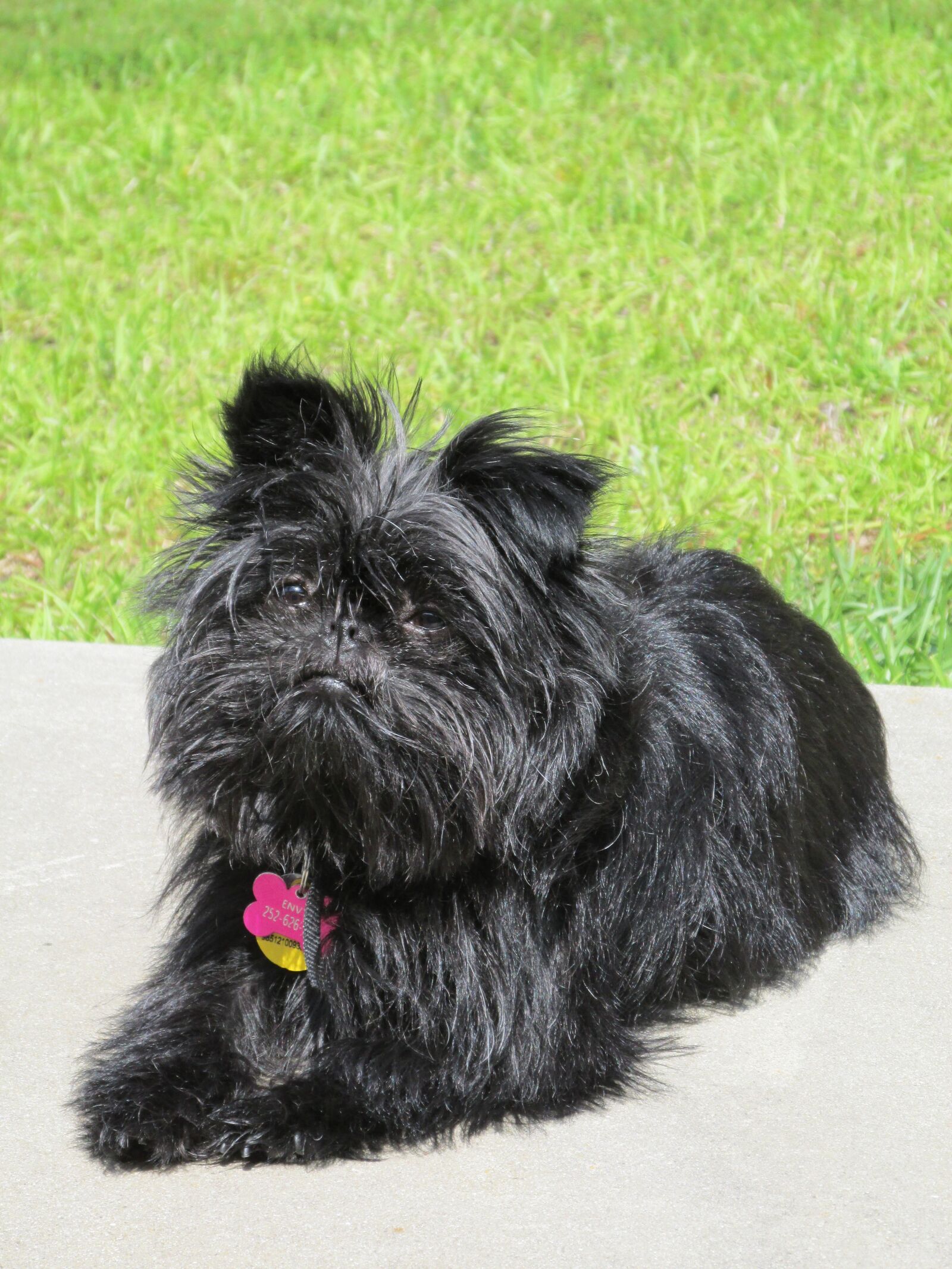 Canon PowerShot SX170 IS sample photo. Dog, affenpinscher, pet photography