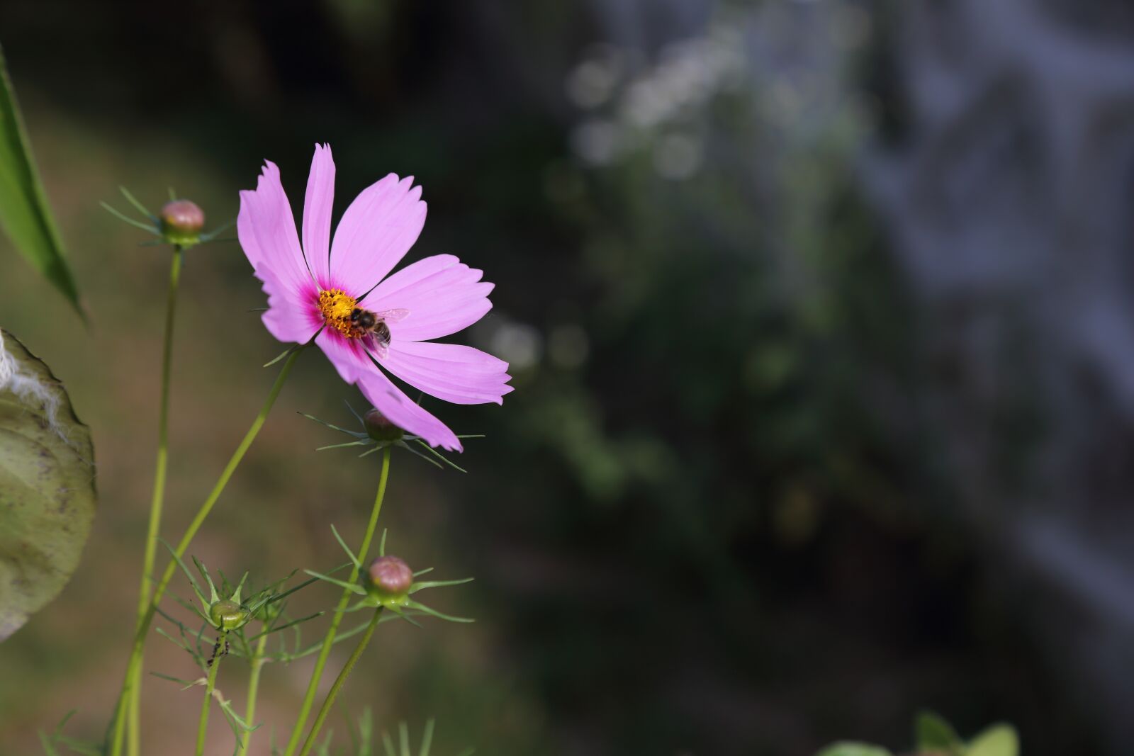 Canon EOS 6D sample photo. Nature, flower, plant photography