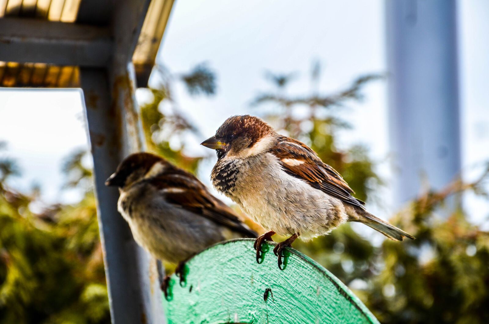 Nikon D5100 sample photo