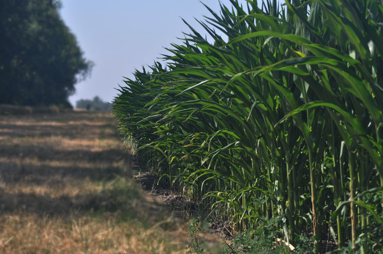 Nikon D5000 sample photo. Corn, edge of field photography