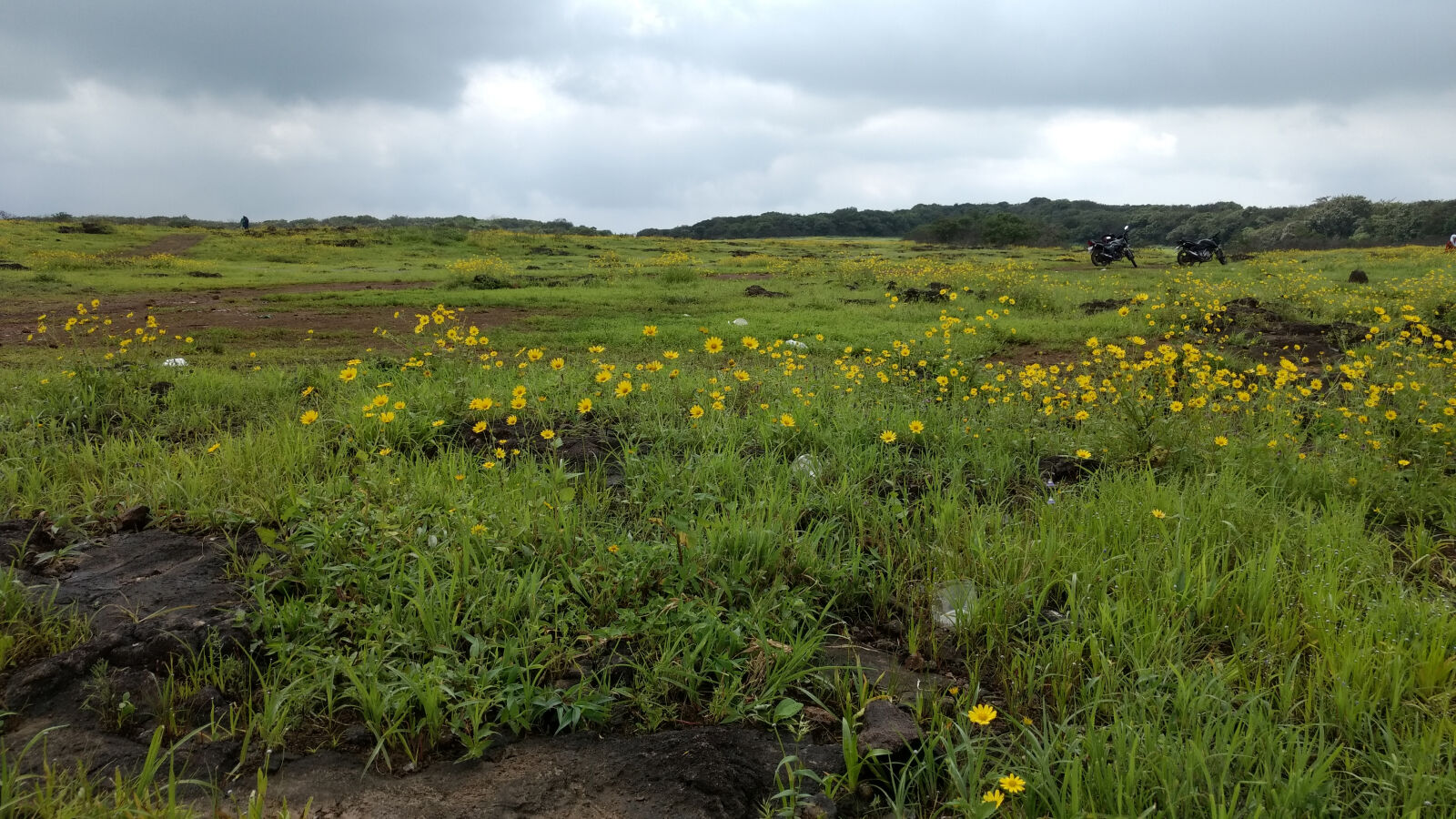 Motorola Moto G (4) sample photo. Flower, meadow, gray, sky photography
