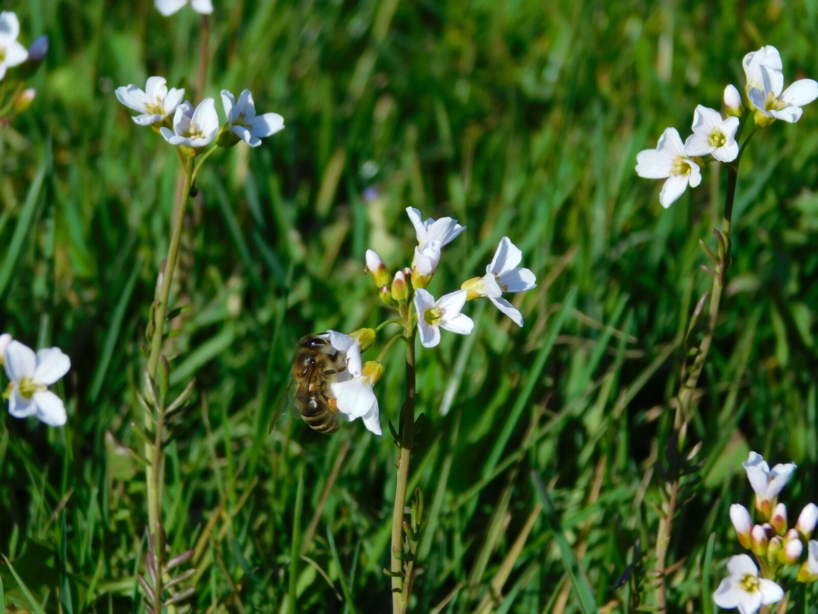 Nikon Coolpix B500 sample photo. Spring, flower, bee photography