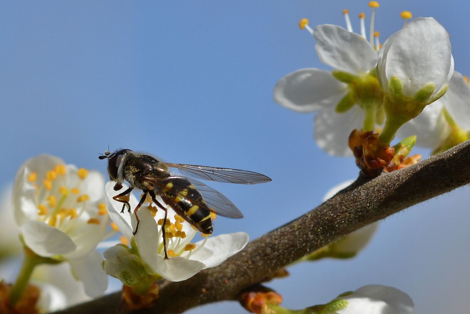 Nikon D5200 sample photo. Spring, flowers, hoverfly photography