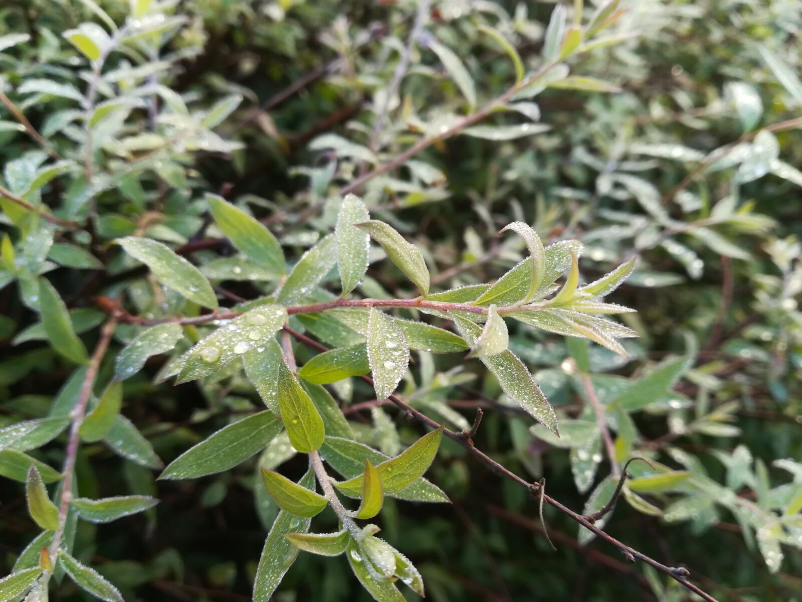 HUAWEI P10 lite sample photo. Plant, green, leaves photography