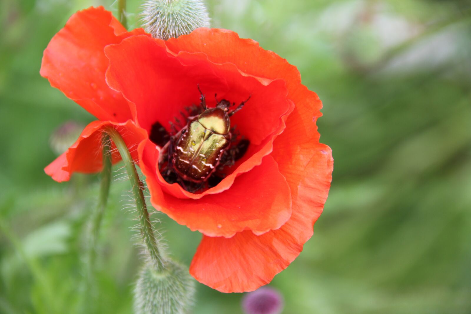Canon EOS 550D (EOS Rebel T2i / EOS Kiss X4) sample photo. Flower, poppy, nature photography