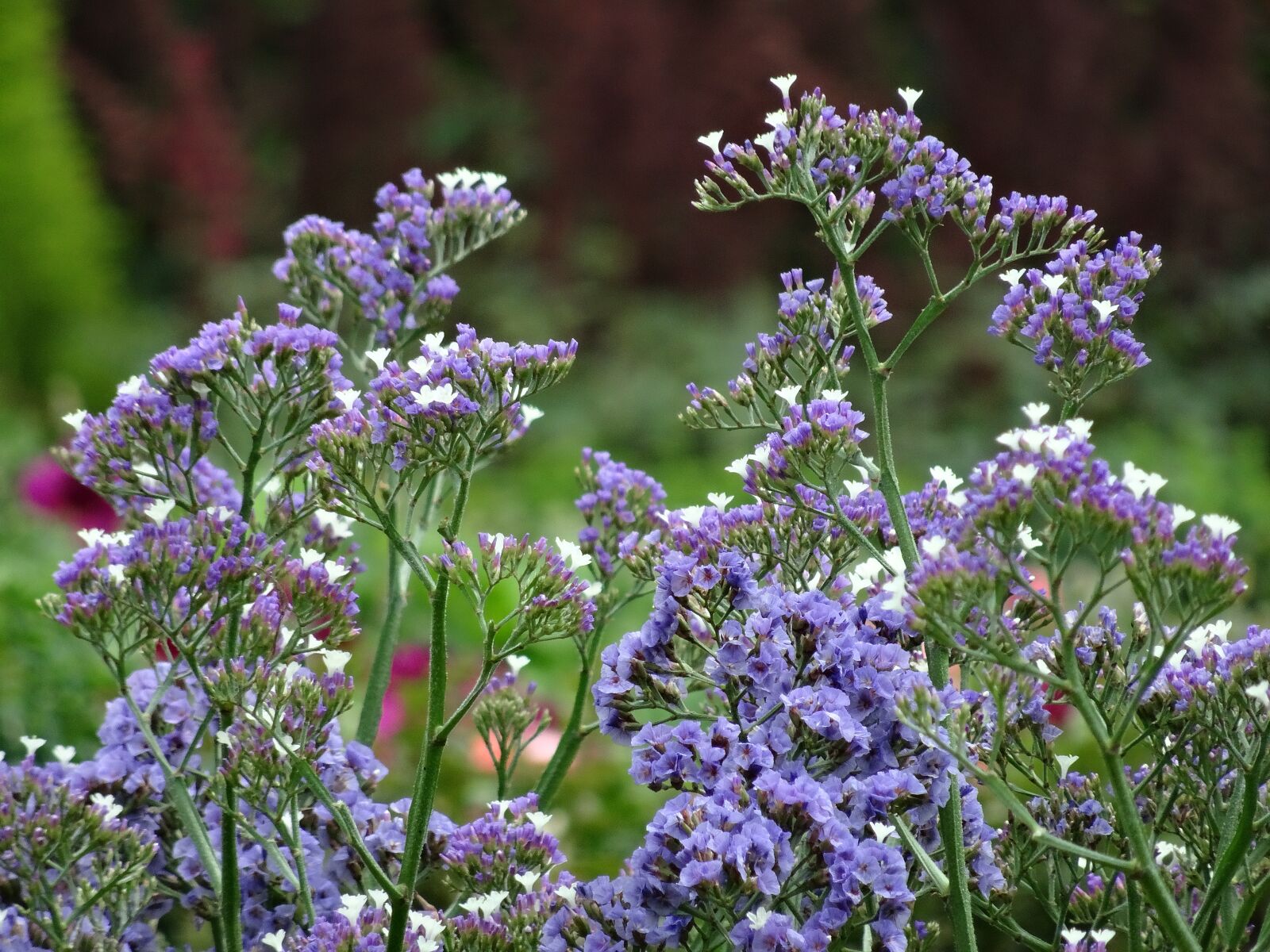 Sony DSC-HX50 sample photo. Purple flowers, botany, flora photography