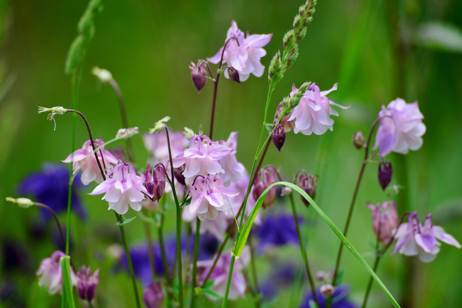 Nikon D600 sample photo. Akelei, flowers, spring photography
