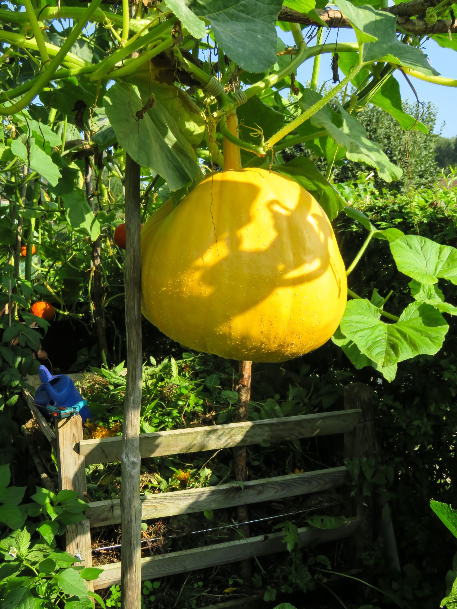 Canon PowerShot SX710 HS sample photo. Eat, food, vegetables photography