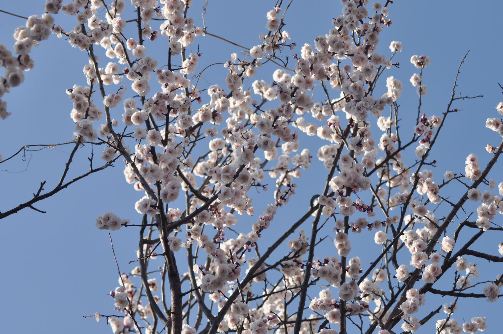 Nikon D90 sample photo. Plum, prunus mume, flowers photography
