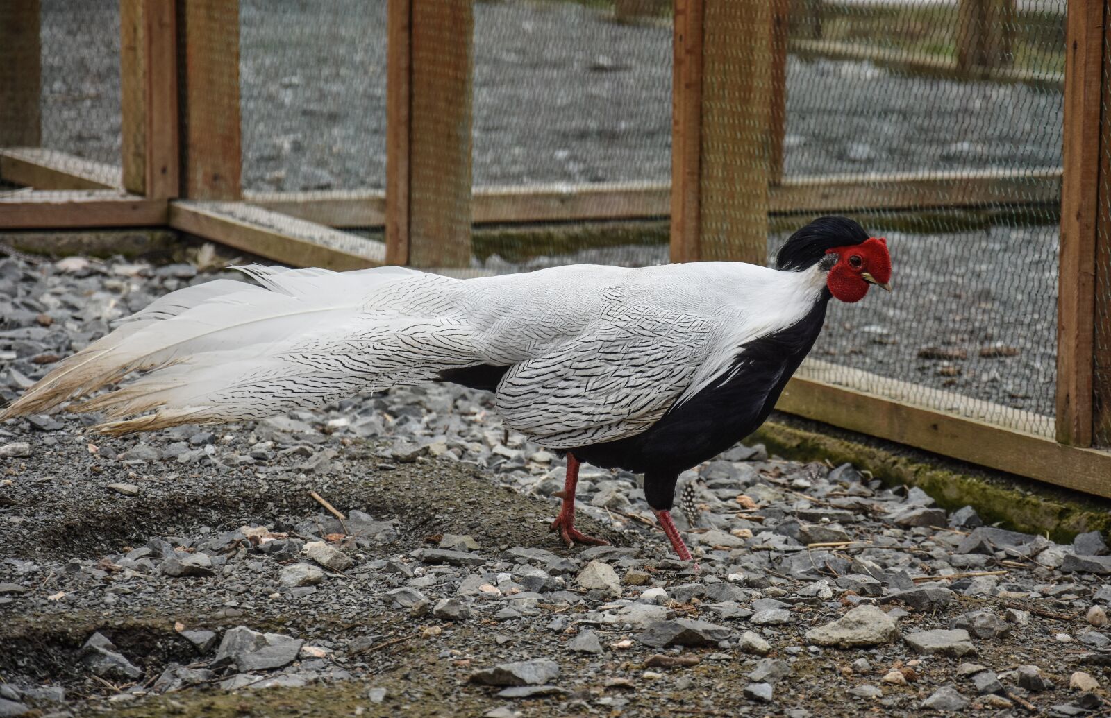 Nikon D7200 sample photo. Chicken, farm, bird photography