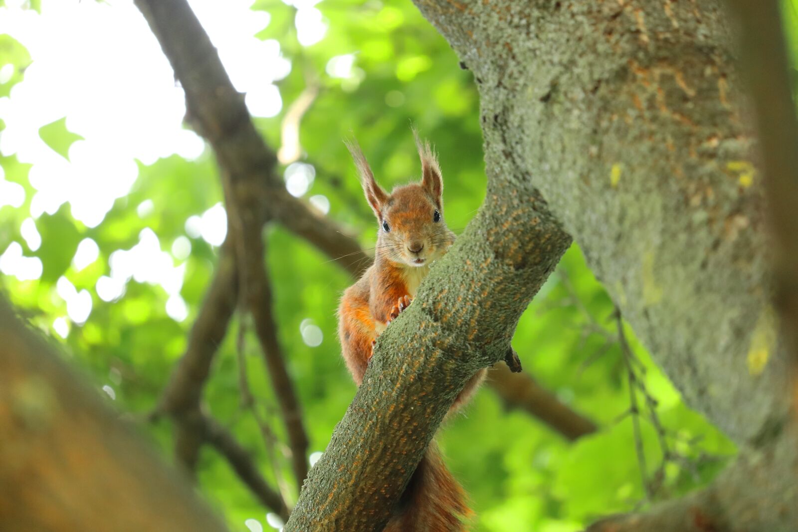 Canon EF-S 55-250mm F4-5.6 IS STM sample photo. Squirrel, cute squirrel, fat photography