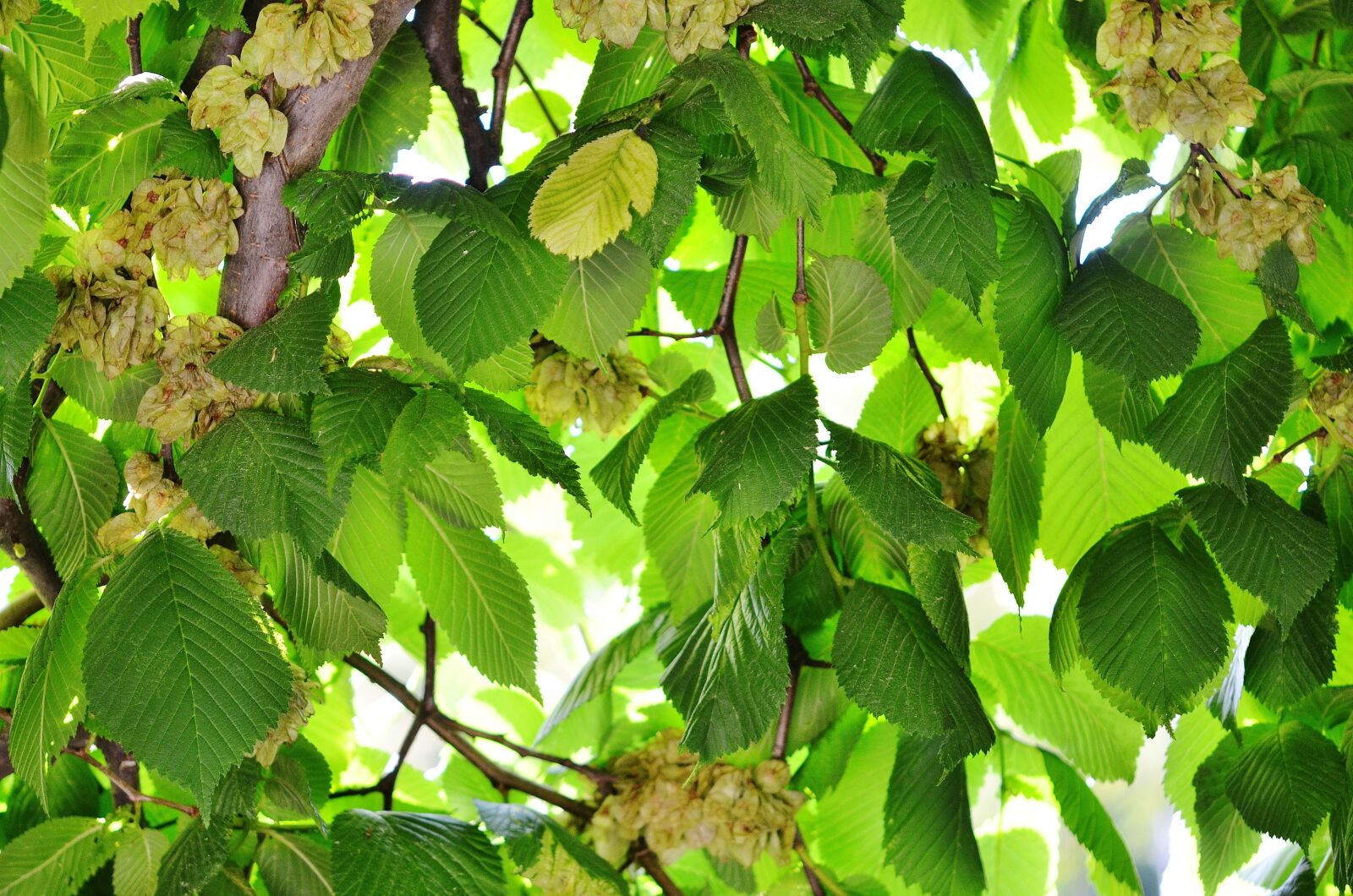Nikon D7000 sample photo. Tree, leaf, nature photography