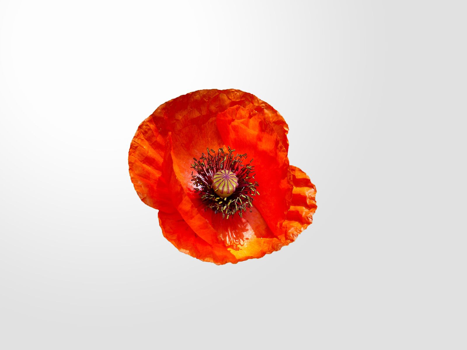 Panasonic Lumix DMC-FZ150 sample photo. Poppy, red, nature photography
