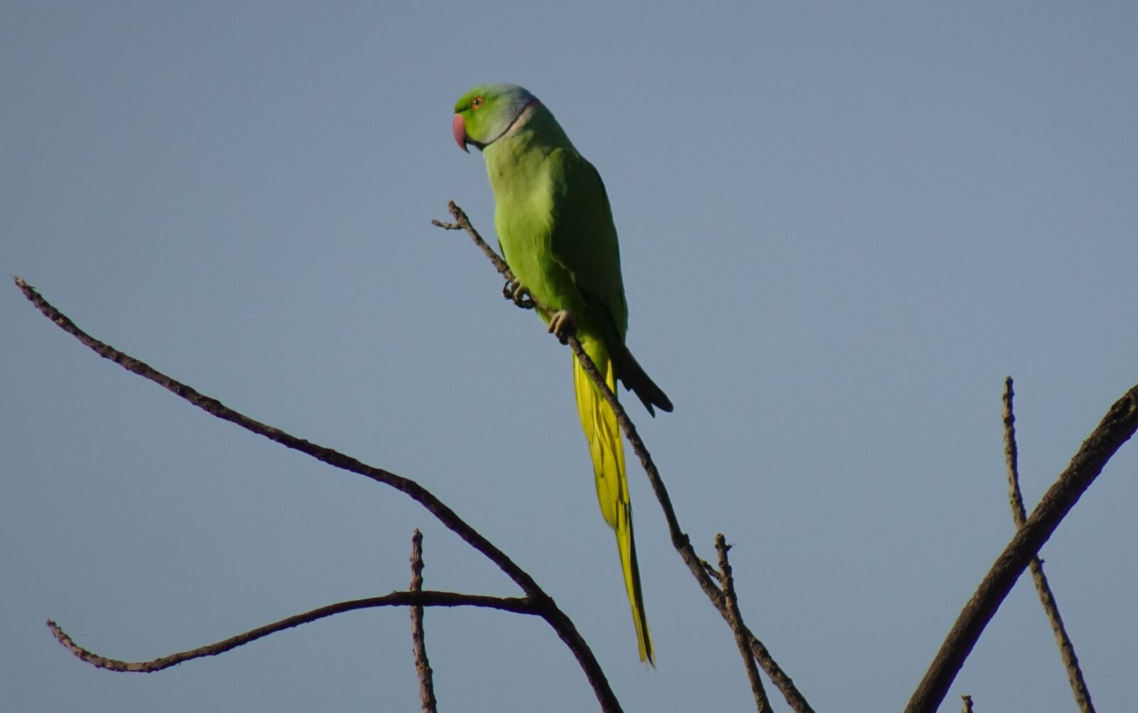 Sony DSC-WX800 sample photo. Bird, parakeet, green photography