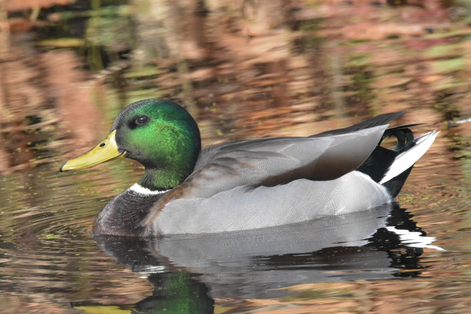 Nikon D3400 sample photo. Nature, bird, duck photography