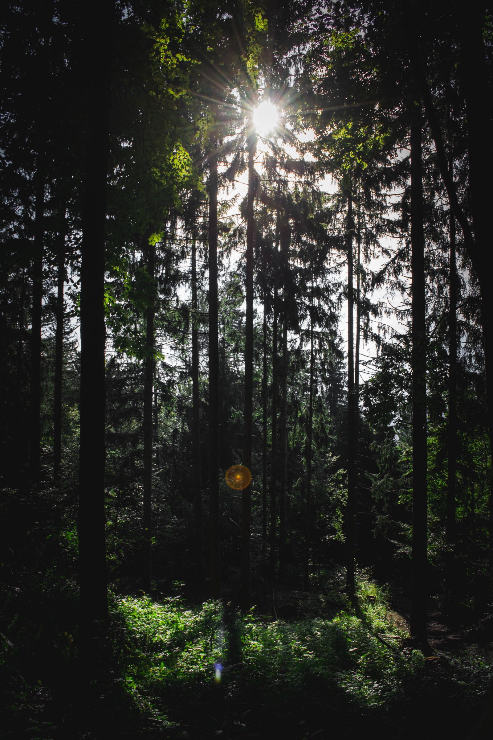 Nikon D3100 sample photo. Forest, tree, sun photography