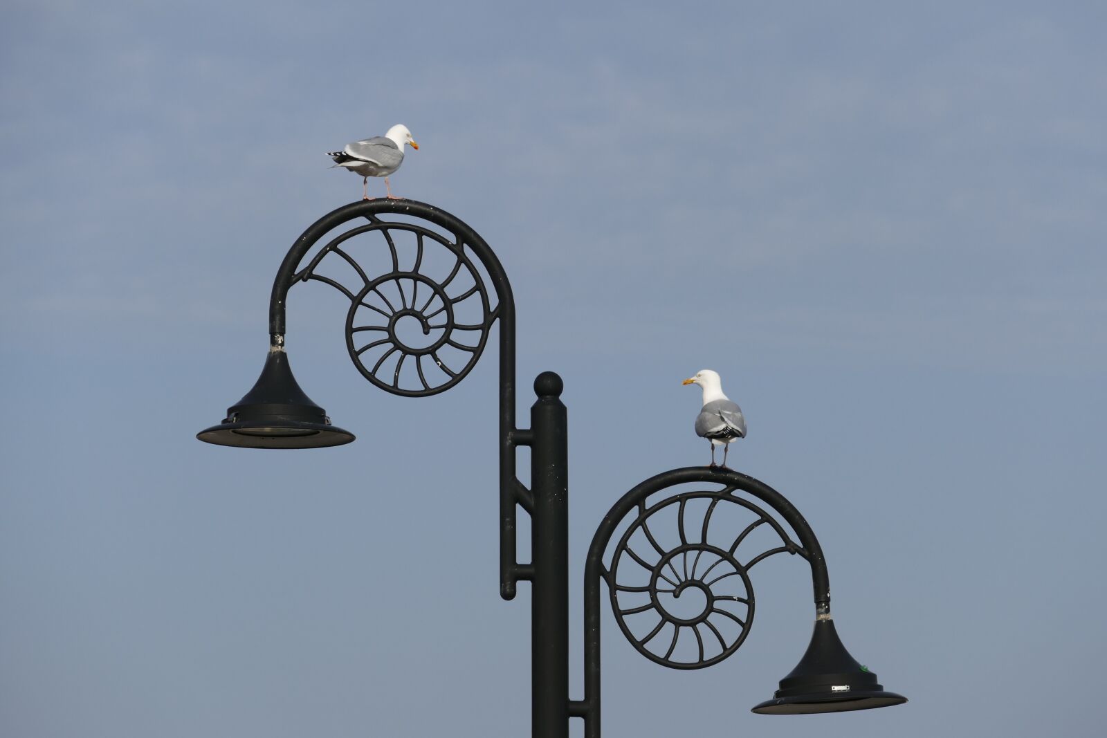 Panasonic Lumix DMC-FZ1000 sample photo. Nature, seagulls, couple photography