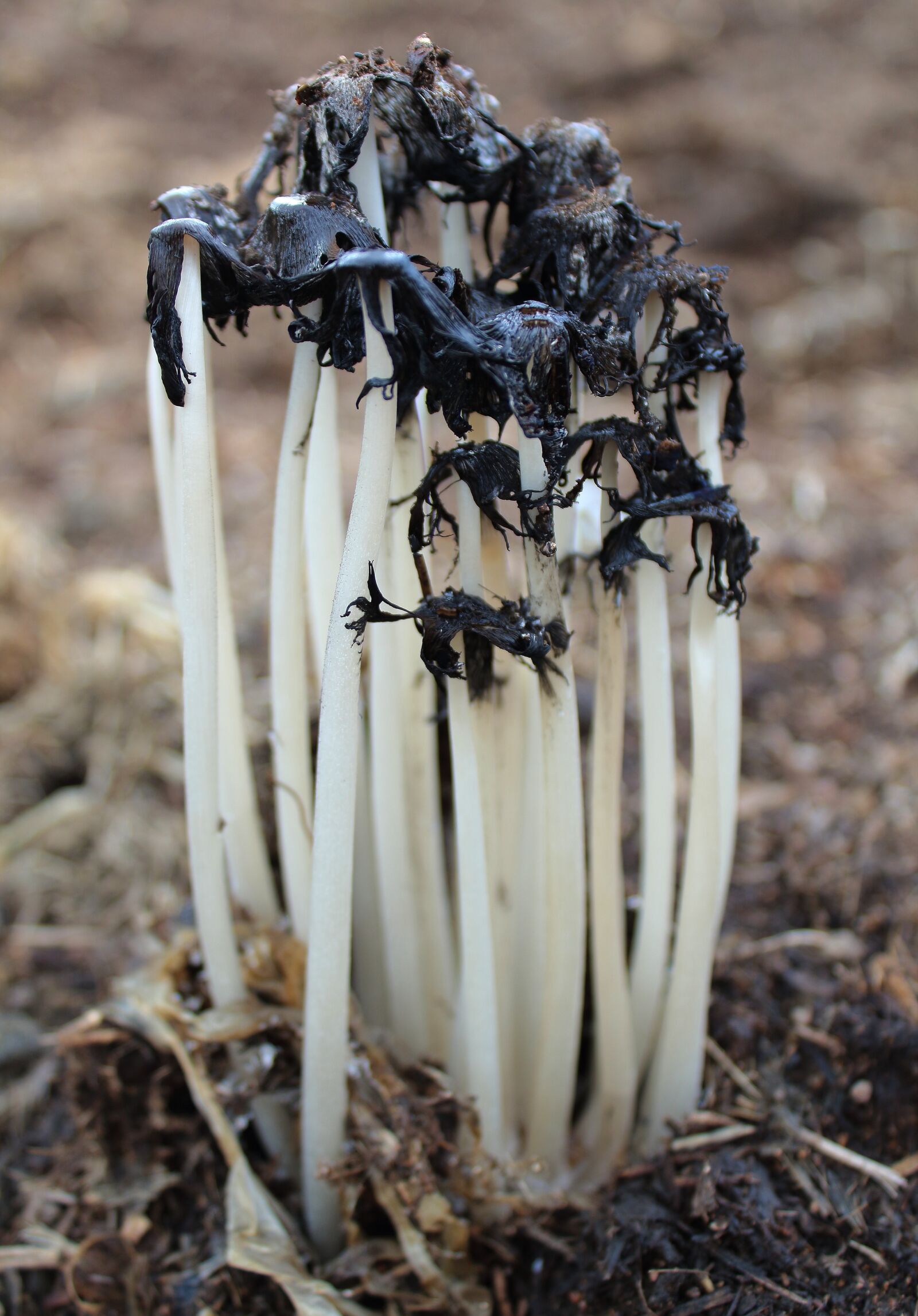 Canon EOS 1300D (EOS Rebel T6 / EOS Kiss X80) sample photo. Mushroom, earth, plant photography