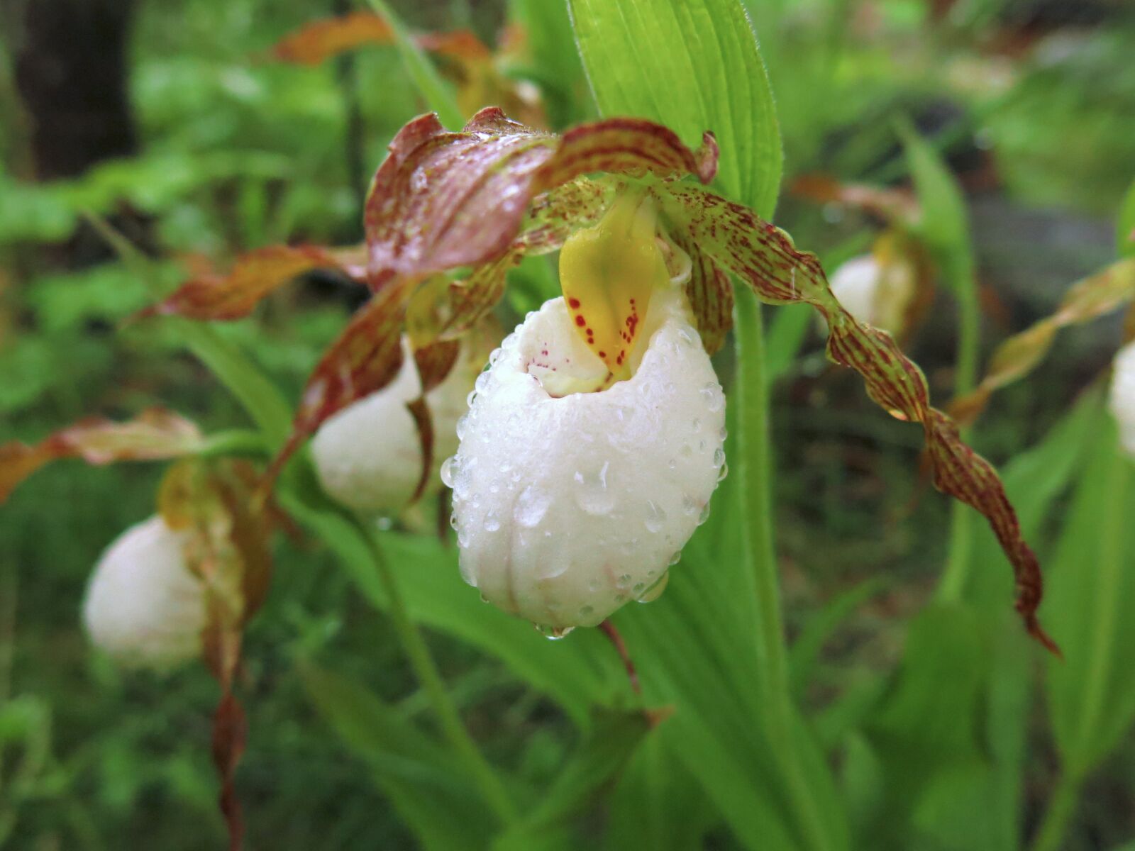 Canon PowerShot G15 sample photo. Orchid, frauenschuh, close up photography