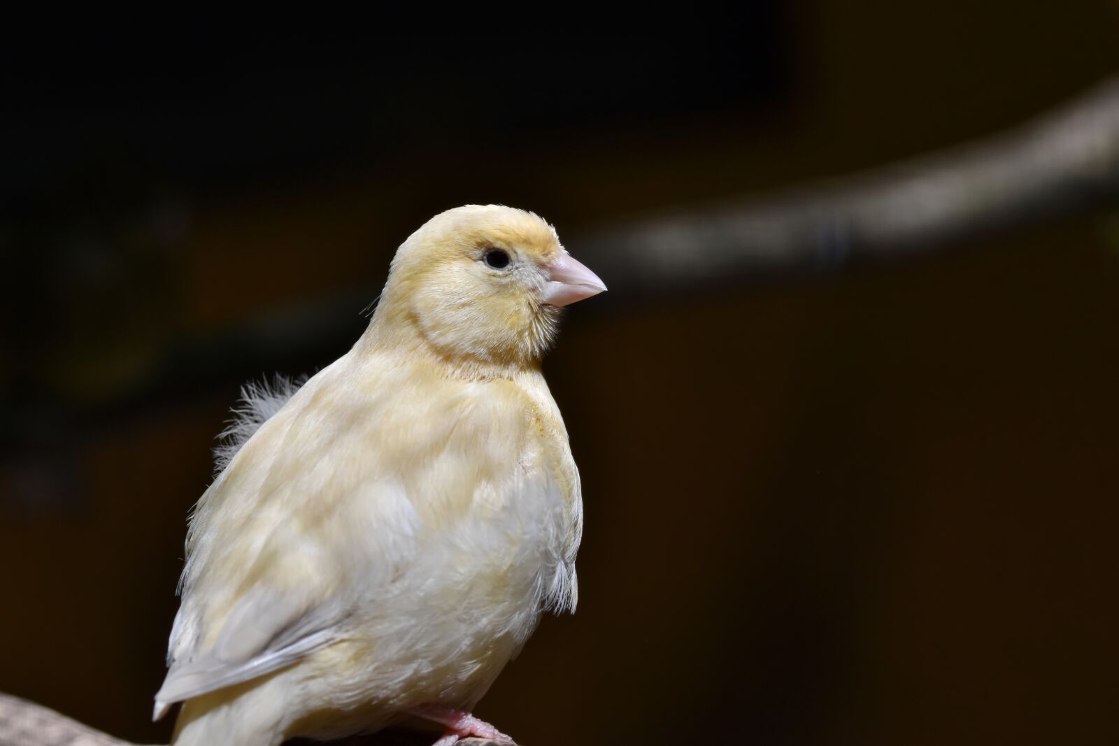 Nikon D7200 sample photo. Canary, songbird, bird photography