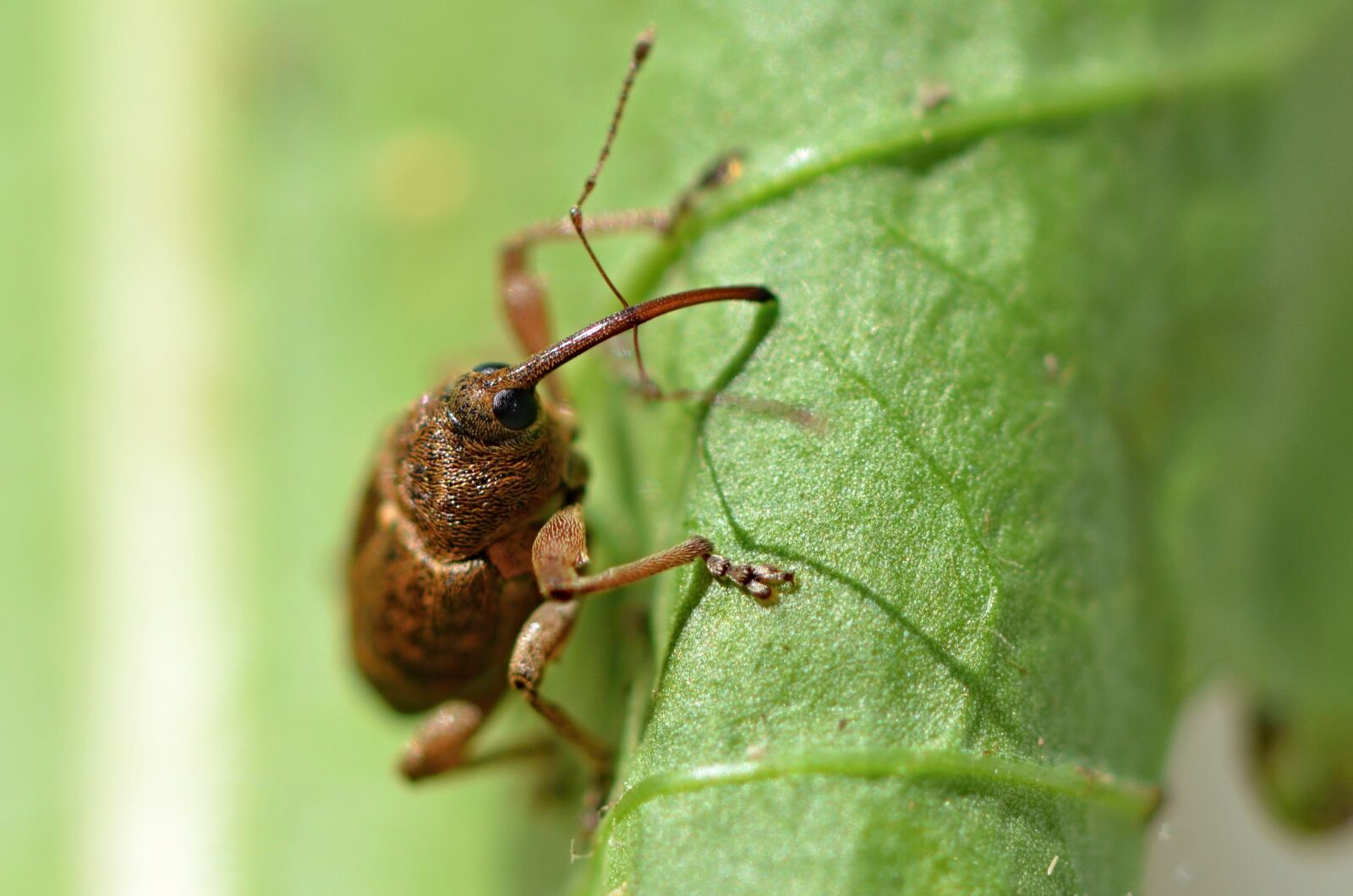 Nikon D5100 sample photo. Beetle, animal, insect photography