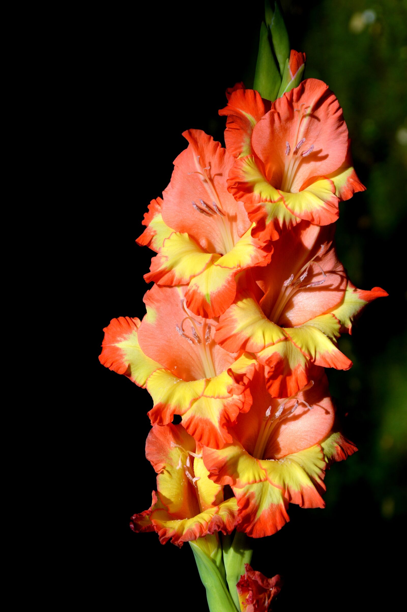 Nikon D3200 sample photo. Gladiolus, gladidus, butterfly greenhouse photography