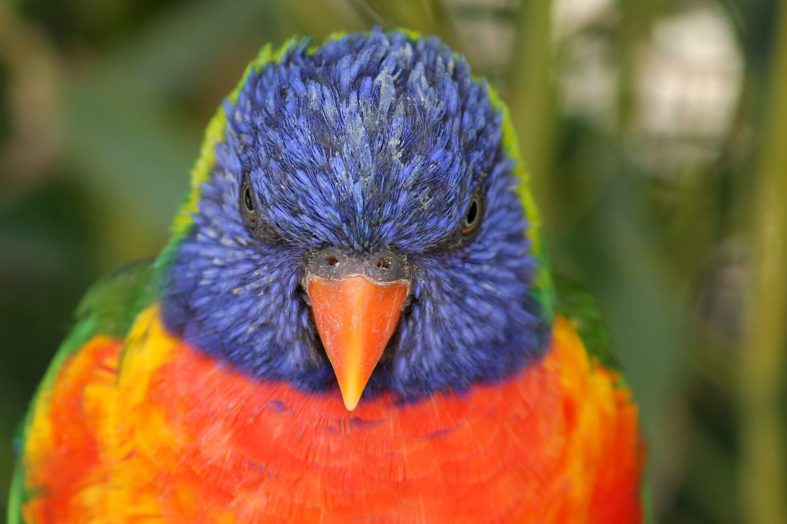 Canon EOS 1100D (EOS Rebel T3 / EOS Kiss X50) sample photo. Parrot, lorikeet, trichoglossus rainbow photography