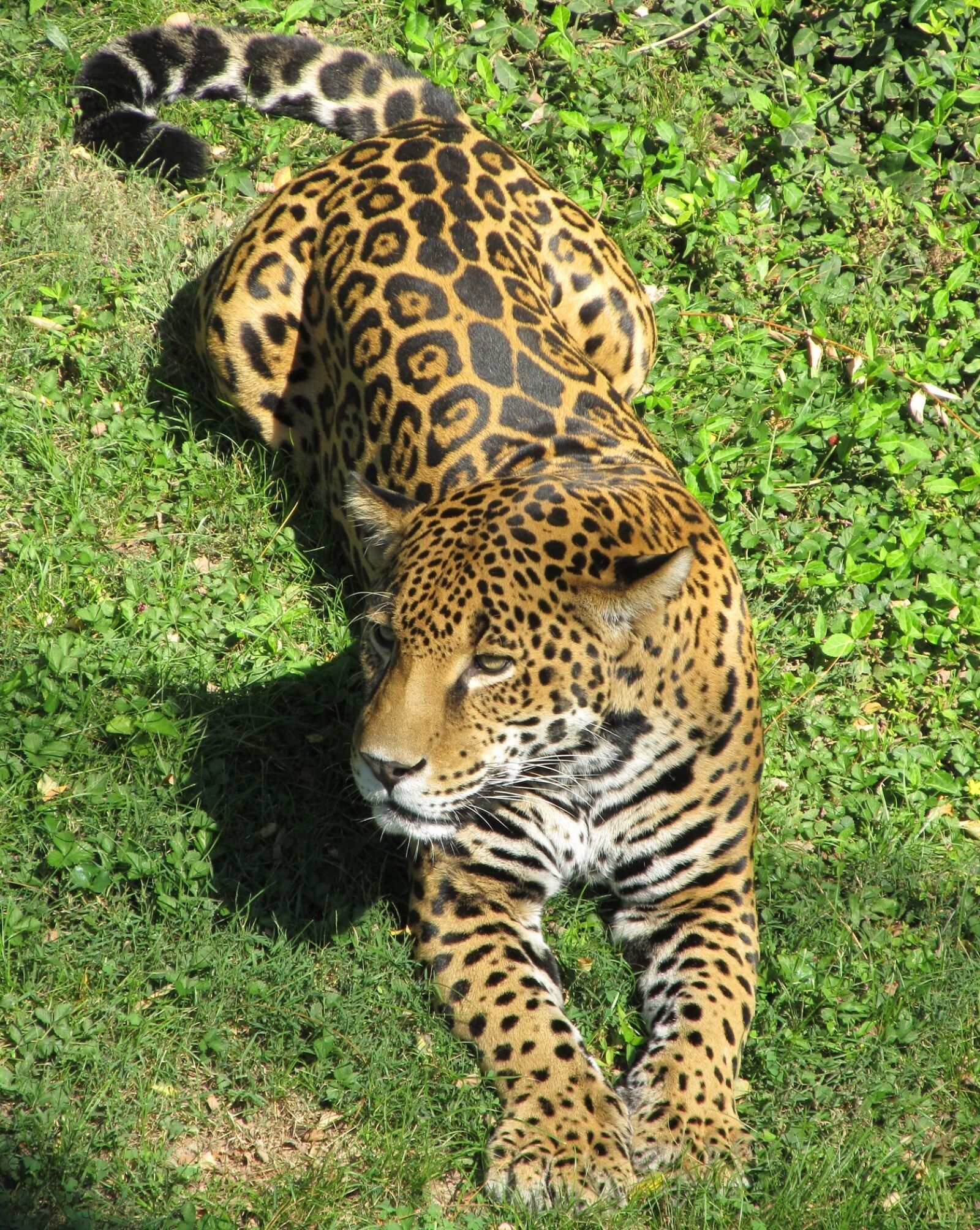 Canon PowerShot SX130 IS sample photo. Jaguar, big cat, carnivore photography