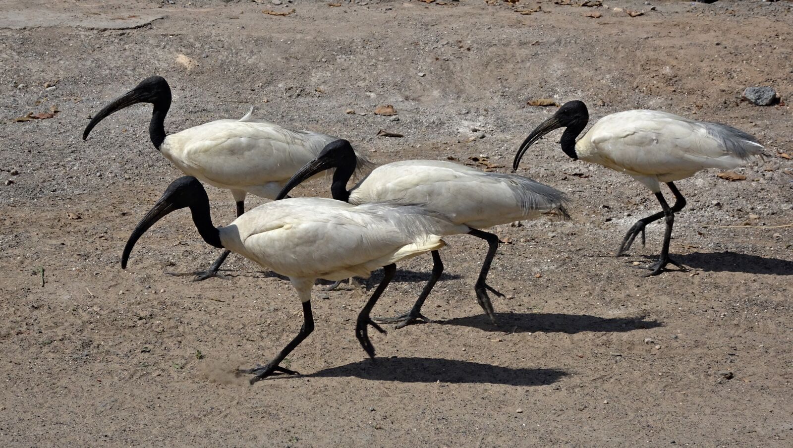 Sony Cyber-shot DSC-HX90V sample photo. Bird, ibis, black-headed ibis photography