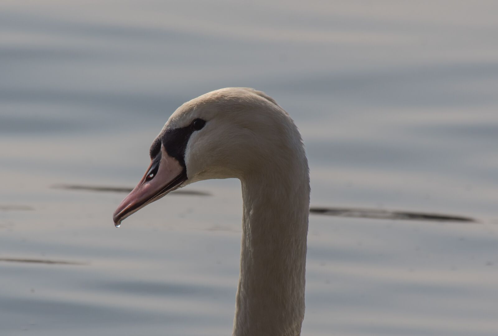 Pentax K-3 sample photo. Bird, swan, waters photography