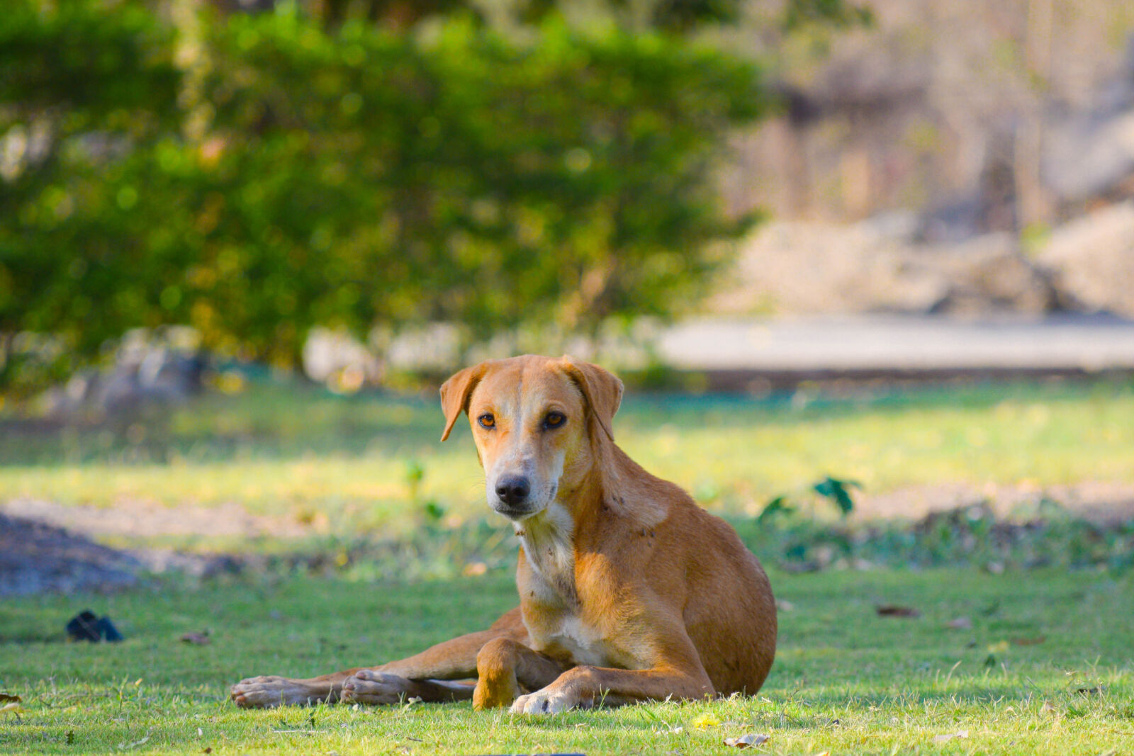 Nikon D3300 sample photo. Dog, nature, outdoor photography