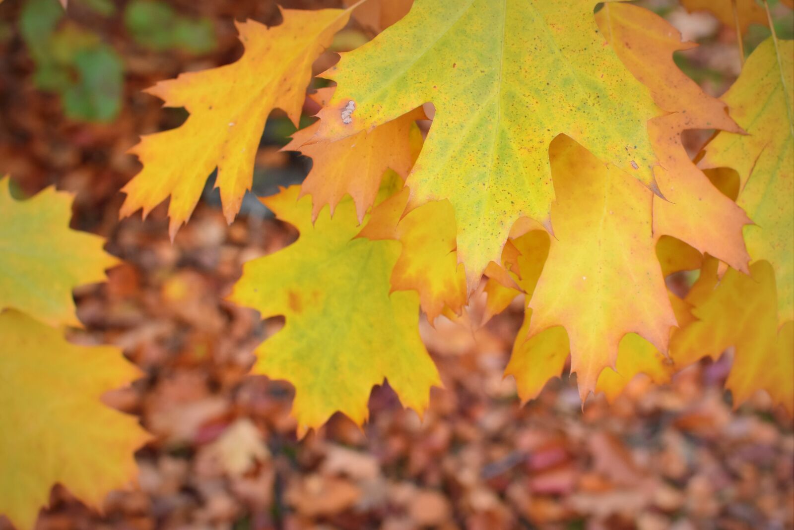 Nikon D7200 sample photo. Autumn, season, fall colors photography
